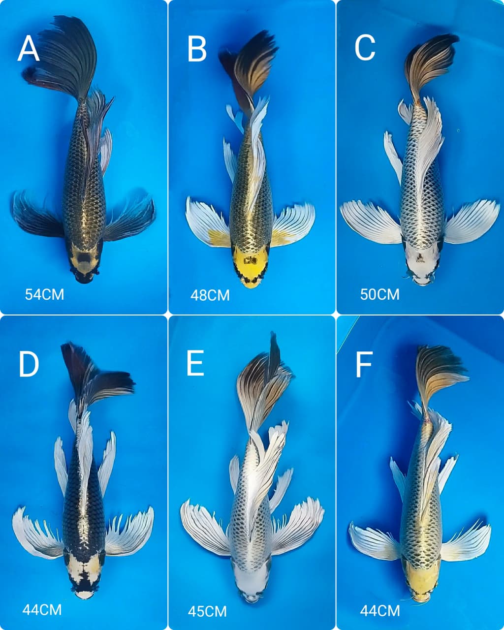 Lelang Koi Online, Jual Beli Ikan Koi, Pasar Koi Terbaik, Agen Lelang Koi, Penawaran Koi Berkualitas, Harga Jual Koi, Lelang Ikan Koi Import, Beli Koi Online, Jual Koi Murah, Koi Showroom, Penjual Koi Terpercaya, Lelang Koi Jakarta, Jual Koi Lokal, Koi Kualitas Unggul, Harga Terbaik Koi, Jual Koi Indukan, Lelang Ikan Hias Koi, Pasar Koi Indonesia, Beli Koi Berkualitas Tinggi, Koi Farm Terbesar, Jual Beli Koi Impor, Lelang Ikan Koi Kualitas Premium, Daftar Harga Koi Terbaru, Pusat Jual Beli Koi, Info Lelang Koi Hari Ini.