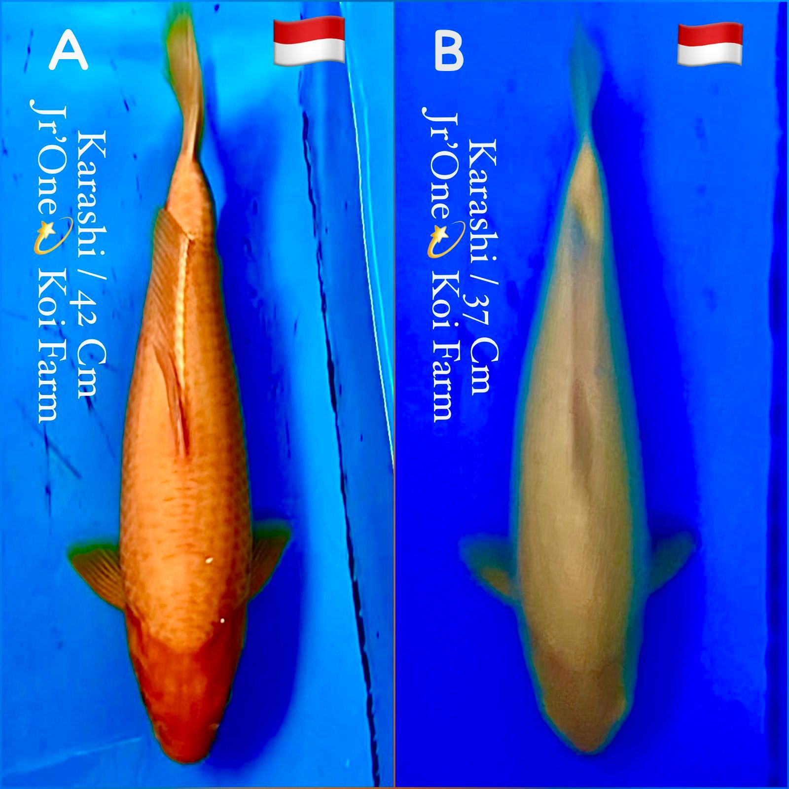 Lelang Koi Online, Jual Beli Ikan Koi, Pasar Koi Terbaik, Agen Lelang Koi, Penawaran Koi Berkualitas, Harga Jual Koi, Lelang Ikan Koi Import, Beli Koi Online, Jual Koi Murah, Koi Showroom, Penjual Koi Terpercaya, Lelang Koi Jakarta, Jual Koi Lokal, Koi Kualitas Unggul, Harga Terbaik Koi, Jual Koi Indukan, Lelang Ikan Hias Koi, Pasar Koi Indonesia, Beli Koi Berkualitas Tinggi, Koi Farm Terbesar, Jual Beli Koi Impor, Lelang Ikan Koi Kualitas Premium, Daftar Harga Koi Terbaru, Pusat Jual Beli Koi, Info Lelang Koi Hari Ini.