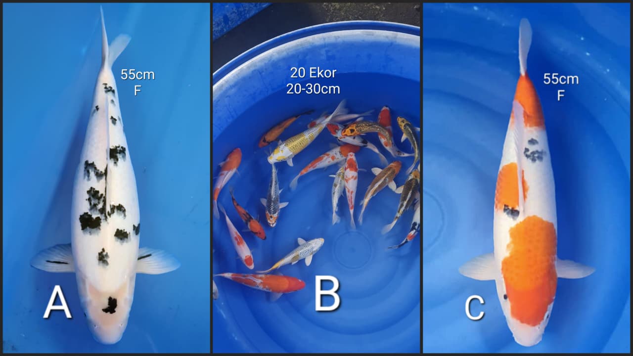 Lelang Koi Online, Jual Beli Ikan Koi, Pasar Koi Terbaik, Agen Lelang Koi, Penawaran Koi Berkualitas, Harga Jual Koi, Lelang Ikan Koi Import, Beli Koi Online, Jual Koi Murah, Koi Showroom, Penjual Koi Terpercaya, Lelang Koi Jakarta, Jual Koi Lokal, Koi Kualitas Unggul, Harga Terbaik Koi, Jual Koi Indukan, Lelang Ikan Hias Koi, Pasar Koi Indonesia, Beli Koi Berkualitas Tinggi, Koi Farm Terbesar, Jual Beli Koi Impor, Lelang Ikan Koi Kualitas Premium, Daftar Harga Koi Terbaru, Pusat Jual Beli Koi, Info Lelang Koi Hari Ini.