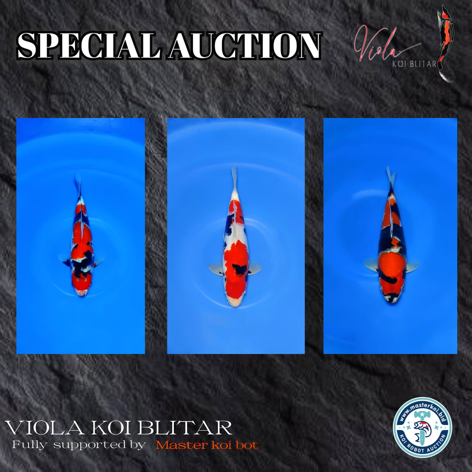 Lelang Koi Online, Jual Beli Ikan Koi, Pasar Koi Terbaik, Agen Lelang Koi, Penawaran Koi Berkualitas, Harga Jual Koi, Lelang Ikan Koi Import, Beli Koi Online, Jual Koi Murah, Koi Showroom, Penjual Koi Terpercaya, Lelang Koi Jakarta, Jual Koi Lokal, Koi Kualitas Unggul, Harga Terbaik Koi, Jual Koi Indukan, Lelang Ikan Hias Koi, Pasar Koi Indonesia, Beli Koi Berkualitas Tinggi, Koi Farm Terbesar, Jual Beli Koi Impor, Lelang Ikan Koi Kualitas Premium, Daftar Harga Koi Terbaru, Pusat Jual Beli Koi, Info Lelang Koi Hari Ini.