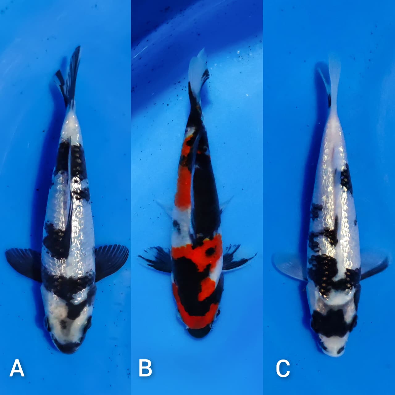 Lelang Koi Online, Jual Beli Ikan Koi, Pasar Koi Terbaik, Agen Lelang Koi, Penawaran Koi Berkualitas, Harga Jual Koi, Lelang Ikan Koi Import, Beli Koi Online, Jual Koi Murah, Koi Showroom, Penjual Koi Terpercaya, Lelang Koi Jakarta, Jual Koi Lokal, Koi Kualitas Unggul, Harga Terbaik Koi, Jual Koi Indukan, Lelang Ikan Hias Koi, Pasar Koi Indonesia, Beli Koi Berkualitas Tinggi, Koi Farm Terbesar, Jual Beli Koi Impor, Lelang Ikan Koi Kualitas Premium, Daftar Harga Koi Terbaru, Pusat Jual Beli Koi, Info Lelang Koi Hari Ini.