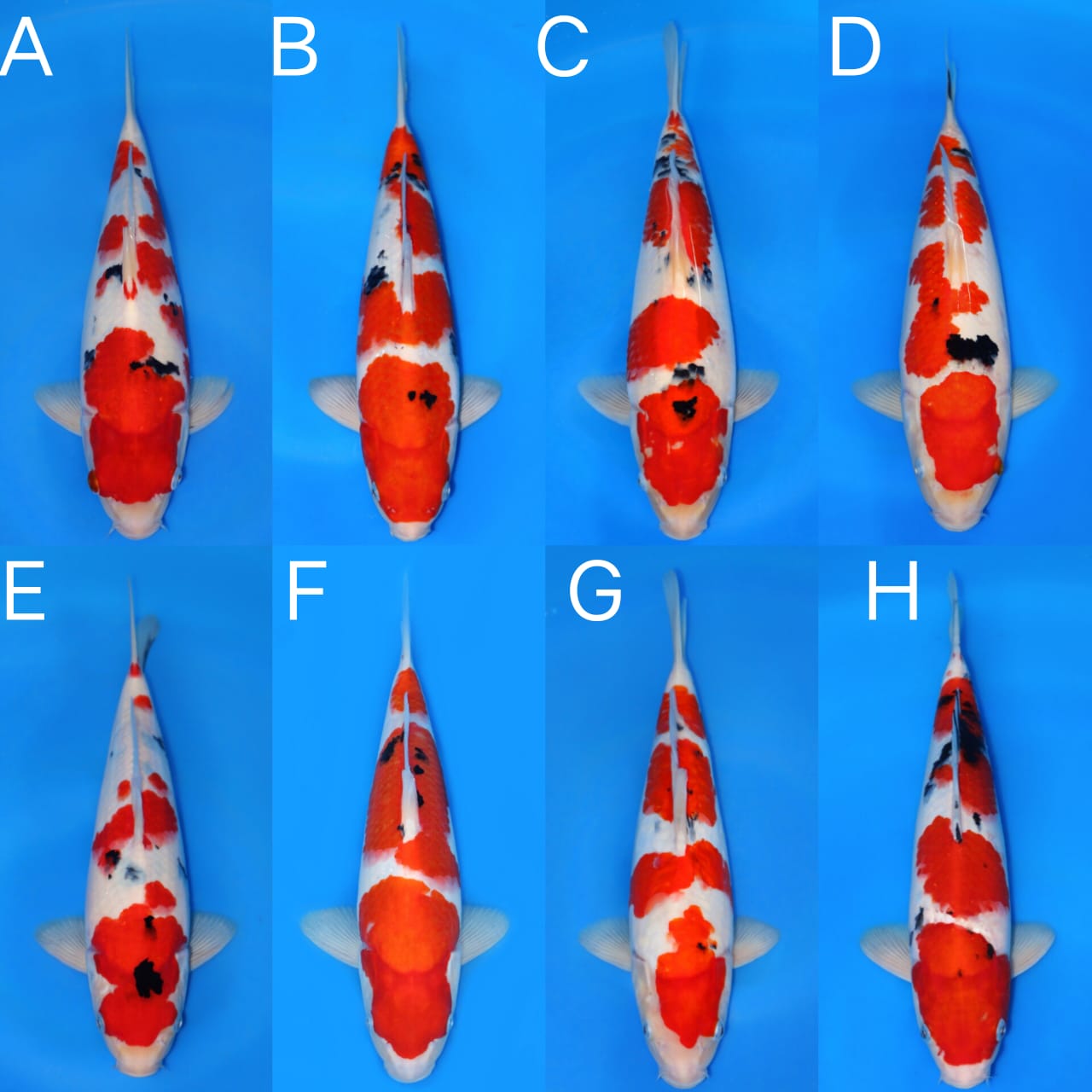 Lelang Koi Online, Jual Beli Ikan Koi, Pasar Koi Terbaik, Agen Lelang Koi, Penawaran Koi Berkualitas, Harga Jual Koi, Lelang Ikan Koi Import, Beli Koi Online, Jual Koi Murah, Koi Showroom, Penjual Koi Terpercaya, Lelang Koi Jakarta, Jual Koi Lokal, Koi Kualitas Unggul, Harga Terbaik Koi, Jual Koi Indukan, Lelang Ikan Hias Koi, Pasar Koi Indonesia, Beli Koi Berkualitas Tinggi, Koi Farm Terbesar, Jual Beli Koi Impor, Lelang Ikan Koi Kualitas Premium, Daftar Harga Koi Terbaru, Pusat Jual Beli Koi, Info Lelang Koi Hari Ini.