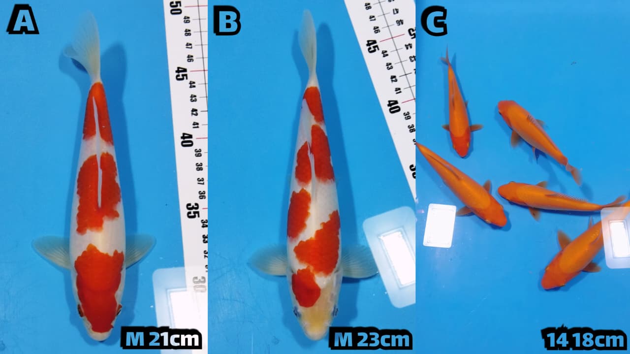 Lelang Koi Online, Jual Beli Ikan Koi, Pasar Koi Terbaik, Agen Lelang Koi, Penawaran Koi Berkualitas, Harga Jual Koi, Lelang Ikan Koi Import, Beli Koi Online, Jual Koi Murah, Koi Showroom, Penjual Koi Terpercaya, Lelang Koi Jakarta, Jual Koi Lokal, Koi Kualitas Unggul, Harga Terbaik Koi, Jual Koi Indukan, Lelang Ikan Hias Koi, Pasar Koi Indonesia, Beli Koi Berkualitas Tinggi, Koi Farm Terbesar, Jual Beli Koi Impor, Lelang Ikan Koi Kualitas Premium, Daftar Harga Koi Terbaru, Pusat Jual Beli Koi, Info Lelang Koi Hari Ini.