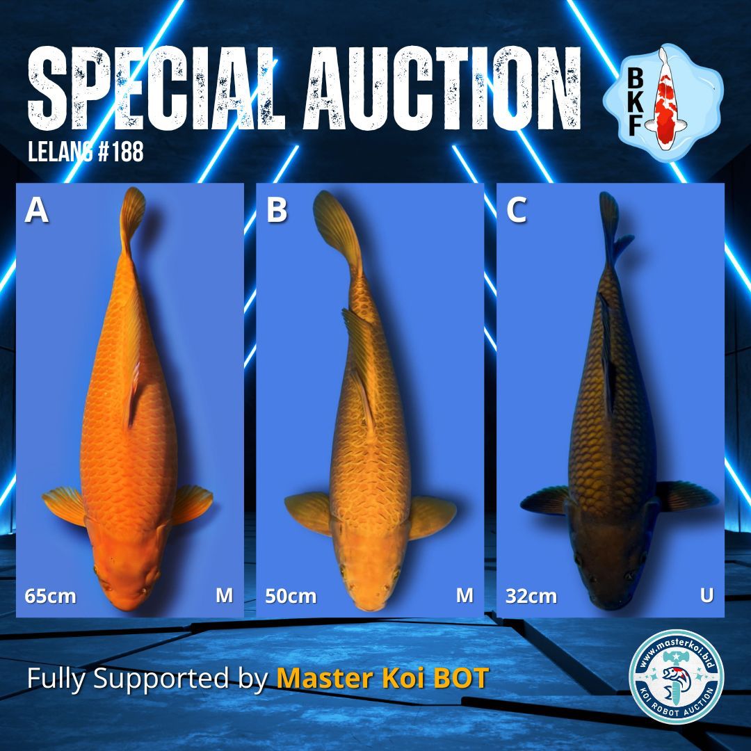 Lelang Koi Online, Jual Beli Ikan Koi, Pasar Koi Terbaik, Agen Lelang Koi, Penawaran Koi Berkualitas, Harga Jual Koi, Lelang Ikan Koi Import, Beli Koi Online, Jual Koi Murah, Koi Showroom, Penjual Koi Terpercaya, Lelang Koi Jakarta, Jual Koi Lokal, Koi Kualitas Unggul, Harga Terbaik Koi, Jual Koi Indukan, Lelang Ikan Hias Koi, Pasar Koi Indonesia, Beli Koi Berkualitas Tinggi, Koi Farm Terbesar, Jual Beli Koi Impor, Lelang Ikan Koi Kualitas Premium, Daftar Harga Koi Terbaru, Pusat Jual Beli Koi, Info Lelang Koi Hari Ini.