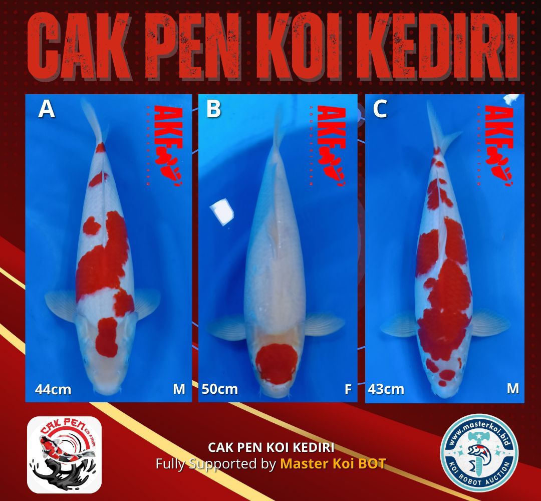Lelang Koi Online, Jual Beli Ikan Koi, Pasar Koi Terbaik, Agen Lelang Koi, Penawaran Koi Berkualitas, Harga Jual Koi, Lelang Ikan Koi Import, Beli Koi Online, Jual Koi Murah, Koi Showroom, Penjual Koi Terpercaya, Lelang Koi Jakarta, Jual Koi Lokal, Koi Kualitas Unggul, Harga Terbaik Koi, Jual Koi Indukan, Lelang Ikan Hias Koi, Pasar Koi Indonesia, Beli Koi Berkualitas Tinggi, Koi Farm Terbesar, Jual Beli Koi Impor, Lelang Ikan Koi Kualitas Premium, Daftar Harga Koi Terbaru, Pusat Jual Beli Koi, Info Lelang Koi Hari Ini.