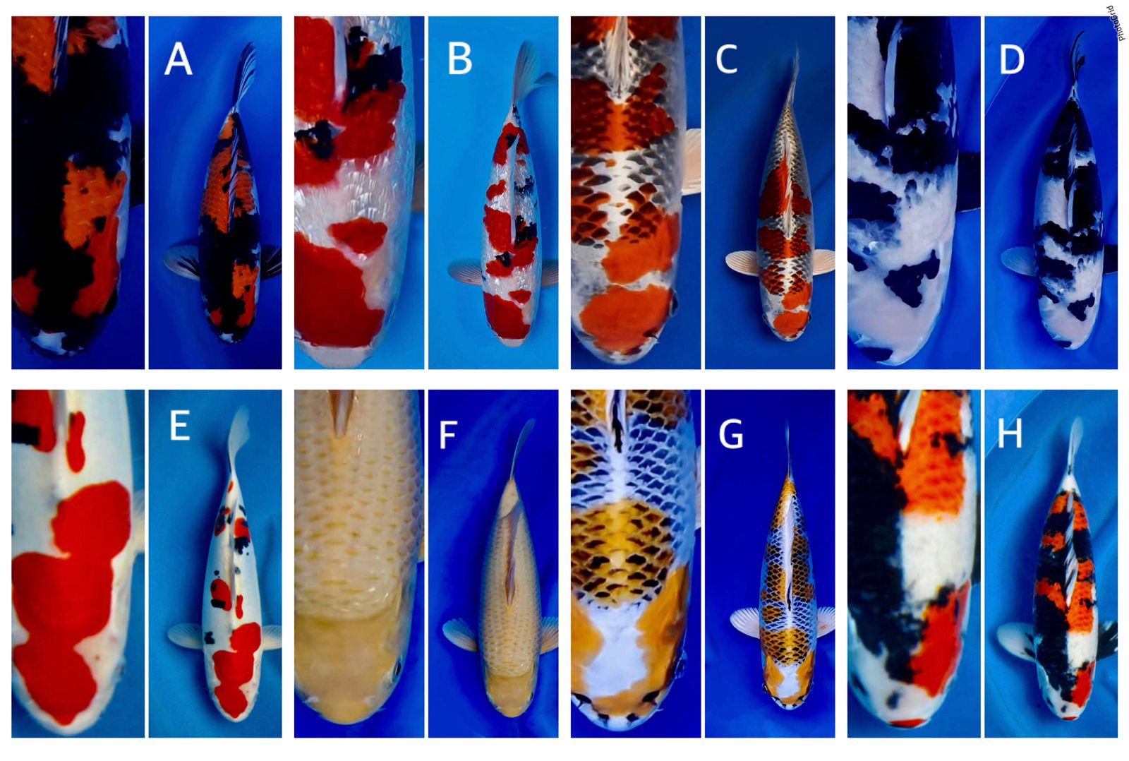 Lelang Koi Online, Jual Beli Ikan Koi, Pasar Koi Terbaik, Agen Lelang Koi, Penawaran Koi Berkualitas, Harga Jual Koi, Lelang Ikan Koi Import, Beli Koi Online, Jual Koi Murah, Koi Showroom, Penjual Koi Terpercaya, Lelang Koi Jakarta, Jual Koi Lokal, Koi Kualitas Unggul, Harga Terbaik Koi, Jual Koi Indukan, Lelang Ikan Hias Koi, Pasar Koi Indonesia, Beli Koi Berkualitas Tinggi, Koi Farm Terbesar, Jual Beli Koi Impor, Lelang Ikan Koi Kualitas Premium, Daftar Harga Koi Terbaru, Pusat Jual Beli Koi, Info Lelang Koi Hari Ini.