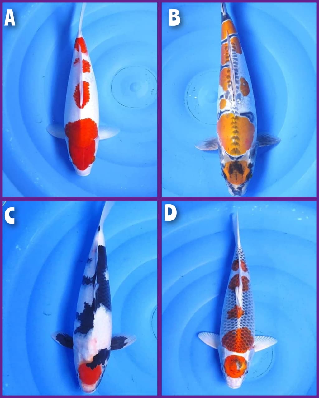 Lelang Koi Online, Jual Beli Ikan Koi, Pasar Koi Terbaik, Agen Lelang Koi, Penawaran Koi Berkualitas, Harga Jual Koi, Lelang Ikan Koi Import, Beli Koi Online, Jual Koi Murah, Koi Showroom, Penjual Koi Terpercaya, Lelang Koi Jakarta, Jual Koi Lokal, Koi Kualitas Unggul, Harga Terbaik Koi, Jual Koi Indukan, Lelang Ikan Hias Koi, Pasar Koi Indonesia, Beli Koi Berkualitas Tinggi, Koi Farm Terbesar, Jual Beli Koi Impor, Lelang Ikan Koi Kualitas Premium, Daftar Harga Koi Terbaru, Pusat Jual Beli Koi, Info Lelang Koi Hari Ini.
