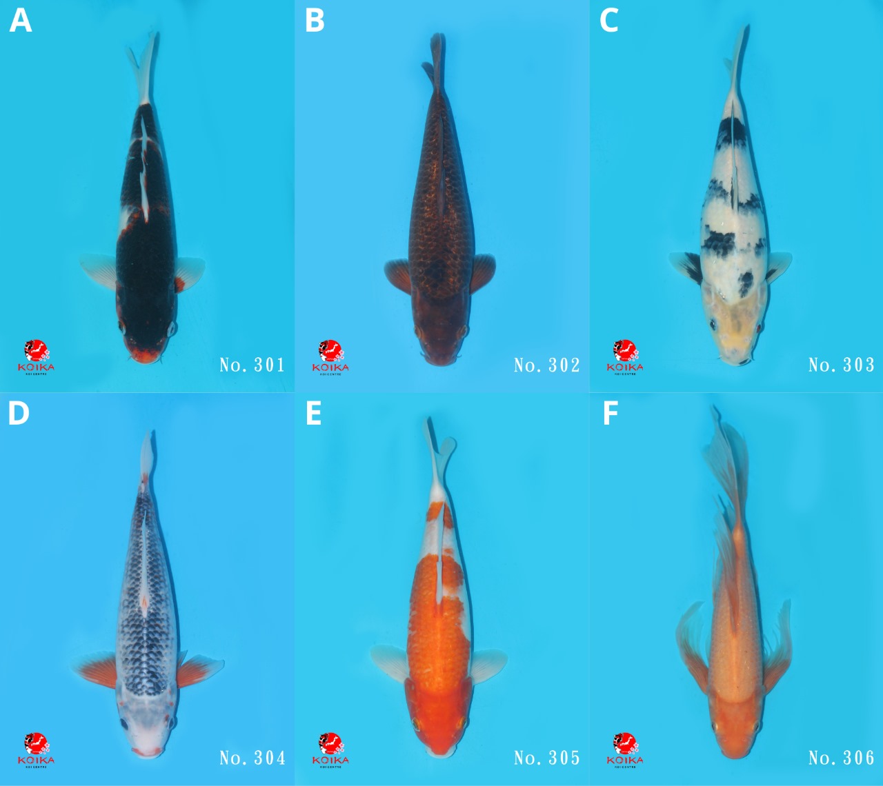 Lelang Koi Online, Jual Beli Ikan Koi, Pasar Koi Terbaik, Agen Lelang Koi, Penawaran Koi Berkualitas, Harga Jual Koi, Lelang Ikan Koi Import, Beli Koi Online, Jual Koi Murah, Koi Showroom, Penjual Koi Terpercaya, Lelang Koi Jakarta, Jual Koi Lokal, Koi Kualitas Unggul, Harga Terbaik Koi, Jual Koi Indukan, Lelang Ikan Hias Koi, Pasar Koi Indonesia, Beli Koi Berkualitas Tinggi, Koi Farm Terbesar, Jual Beli Koi Impor, Lelang Ikan Koi Kualitas Premium, Daftar Harga Koi Terbaru, Pusat Jual Beli Koi, Info Lelang Koi Hari Ini.