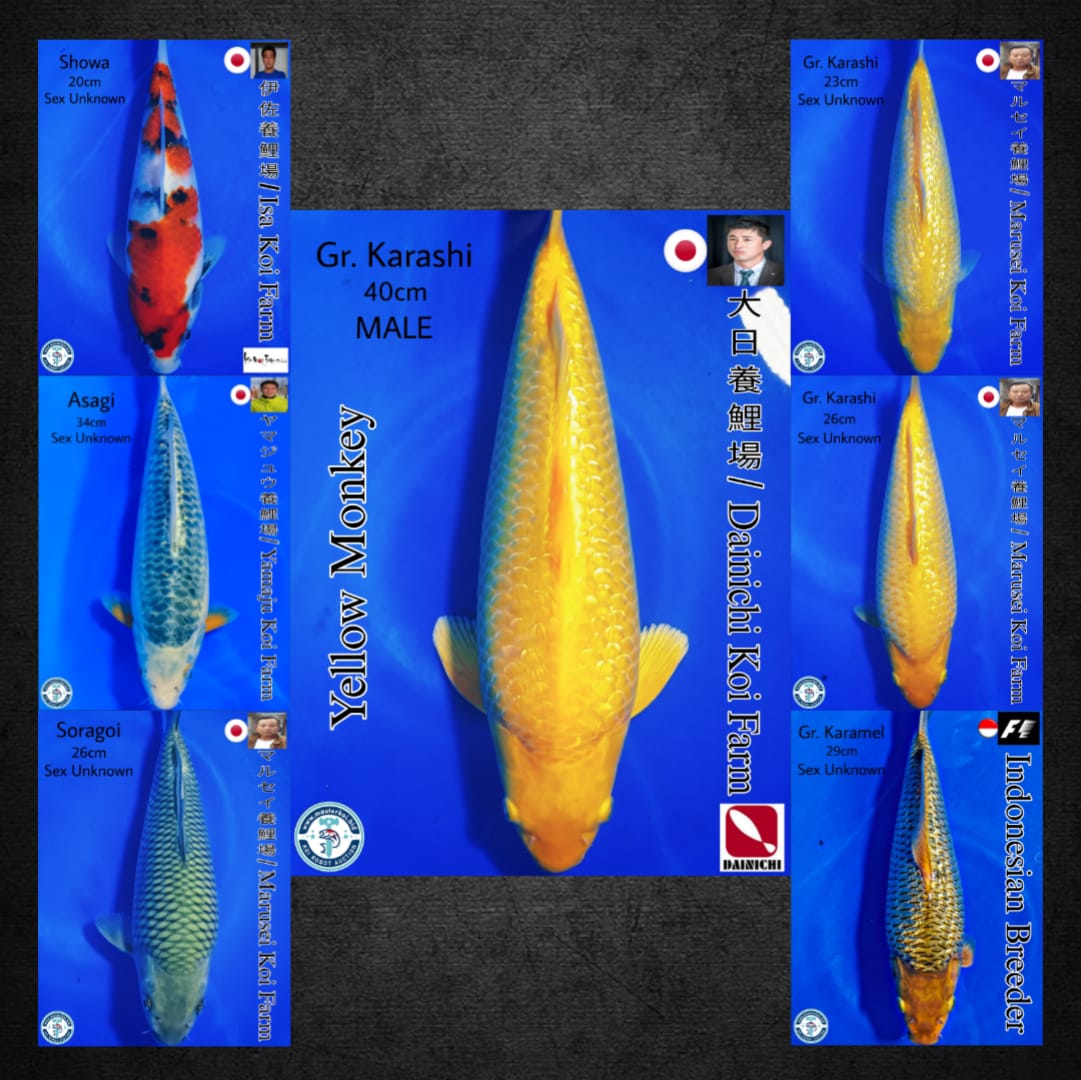 Lelang Koi Online, Jual Beli Ikan Koi, Pasar Koi Terbaik, Agen Lelang Koi, Penawaran Koi Berkualitas, Harga Jual Koi, Lelang Ikan Koi Import, Beli Koi Online, Jual Koi Murah, Koi Showroom, Penjual Koi Terpercaya, Lelang Koi Jakarta, Jual Koi Lokal, Koi Kualitas Unggul, Harga Terbaik Koi, Jual Koi Indukan, Lelang Ikan Hias Koi, Pasar Koi Indonesia, Beli Koi Berkualitas Tinggi, Koi Farm Terbesar, Jual Beli Koi Impor, Lelang Ikan Koi Kualitas Premium, Daftar Harga Koi Terbaru, Pusat Jual Beli Koi, Info Lelang Koi Hari Ini.