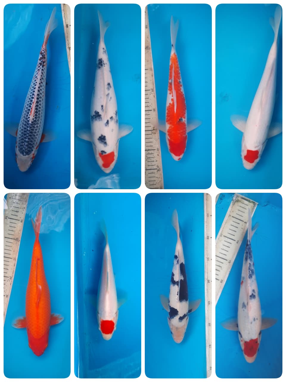 Lelang Koi Online, Jual Beli Ikan Koi, Pasar Koi Terbaik, Agen Lelang Koi, Penawaran Koi Berkualitas, Harga Jual Koi, Lelang Ikan Koi Import, Beli Koi Online, Jual Koi Murah, Koi Showroom, Penjual Koi Terpercaya, Lelang Koi Jakarta, Jual Koi Lokal, Koi Kualitas Unggul, Harga Terbaik Koi, Jual Koi Indukan, Lelang Ikan Hias Koi, Pasar Koi Indonesia, Beli Koi Berkualitas Tinggi, Koi Farm Terbesar, Jual Beli Koi Impor, Lelang Ikan Koi Kualitas Premium, Daftar Harga Koi Terbaru, Pusat Jual Beli Koi, Info Lelang Koi Hari Ini.