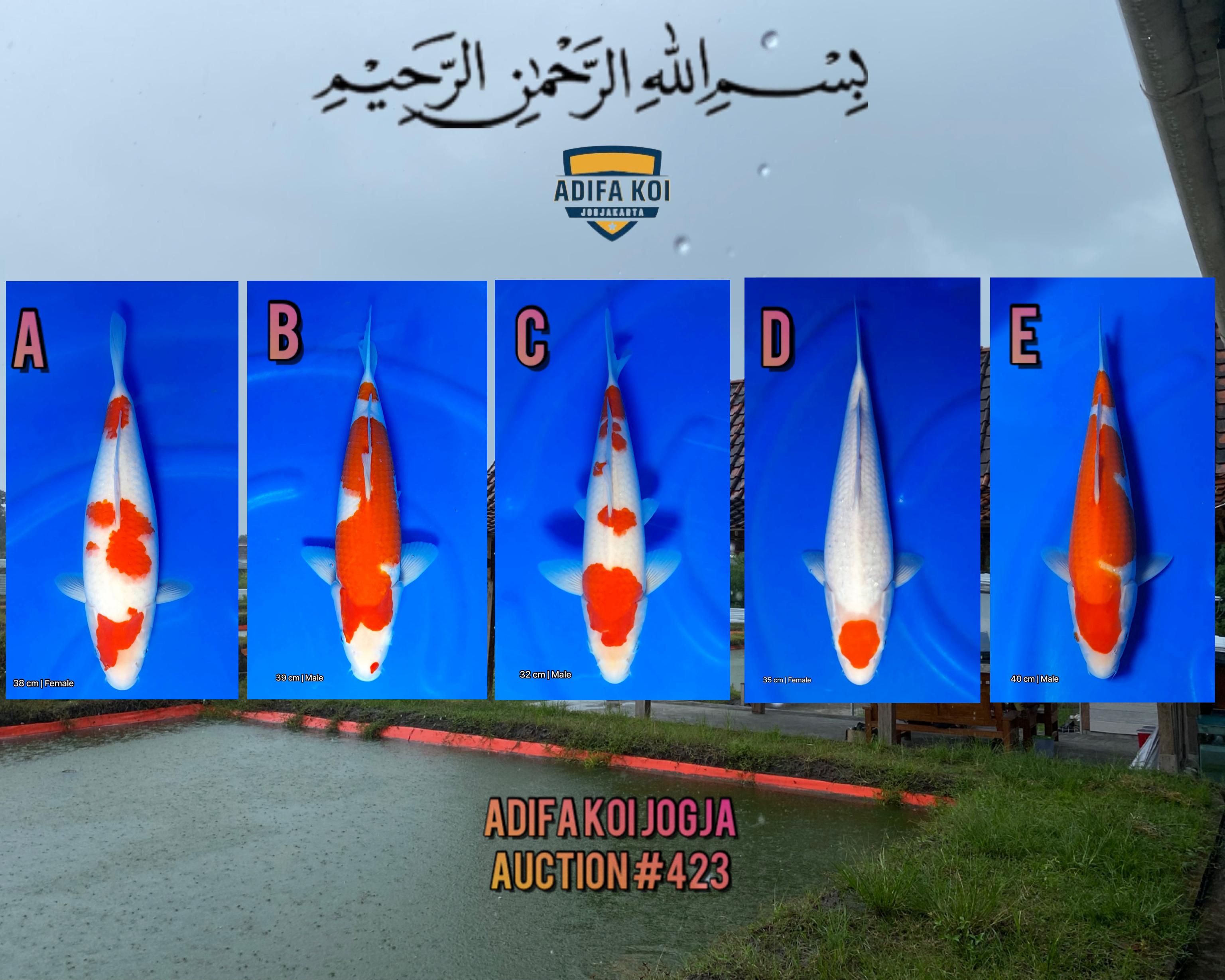 Lelang Koi Online, Jual Beli Ikan Koi, Pasar Koi Terbaik, Agen Lelang Koi, Penawaran Koi Berkualitas, Harga Jual Koi, Lelang Ikan Koi Import, Beli Koi Online, Jual Koi Murah, Koi Showroom, Penjual Koi Terpercaya, Lelang Koi Jakarta, Jual Koi Lokal, Koi Kualitas Unggul, Harga Terbaik Koi, Jual Koi Indukan, Lelang Ikan Hias Koi, Pasar Koi Indonesia, Beli Koi Berkualitas Tinggi, Koi Farm Terbesar, Jual Beli Koi Impor, Lelang Ikan Koi Kualitas Premium, Daftar Harga Koi Terbaru, Pusat Jual Beli Koi, Info Lelang Koi Hari Ini.