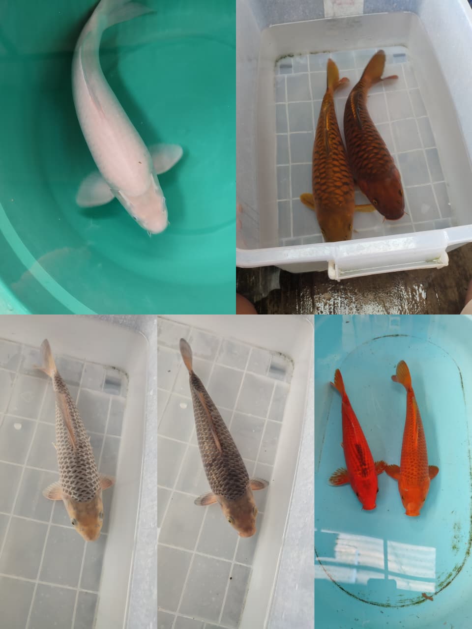 Lelang Koi Online, Jual Beli Ikan Koi, Pasar Koi Terbaik, Agen Lelang Koi, Penawaran Koi Berkualitas, Harga Jual Koi, Lelang Ikan Koi Import, Beli Koi Online, Jual Koi Murah, Koi Showroom, Penjual Koi Terpercaya, Lelang Koi Jakarta, Jual Koi Lokal, Koi Kualitas Unggul, Harga Terbaik Koi, Jual Koi Indukan, Lelang Ikan Hias Koi, Pasar Koi Indonesia, Beli Koi Berkualitas Tinggi, Koi Farm Terbesar, Jual Beli Koi Impor, Lelang Ikan Koi Kualitas Premium, Daftar Harga Koi Terbaru, Pusat Jual Beli Koi, Info Lelang Koi Hari Ini.