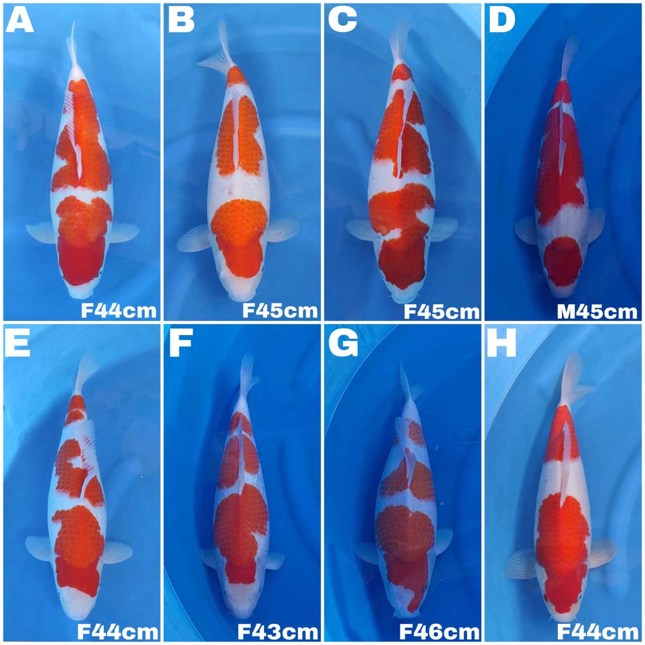 Lelang Koi Online, Jual Beli Ikan Koi, Pasar Koi Terbaik, Agen Lelang Koi, Penawaran Koi Berkualitas, Harga Jual Koi, Lelang Ikan Koi Import, Beli Koi Online, Jual Koi Murah, Koi Showroom, Penjual Koi Terpercaya, Lelang Koi Jakarta, Jual Koi Lokal, Koi Kualitas Unggul, Harga Terbaik Koi, Jual Koi Indukan, Lelang Ikan Hias Koi, Pasar Koi Indonesia, Beli Koi Berkualitas Tinggi, Koi Farm Terbesar, Jual Beli Koi Impor, Lelang Ikan Koi Kualitas Premium, Daftar Harga Koi Terbaru, Pusat Jual Beli Koi, Info Lelang Koi Hari Ini.