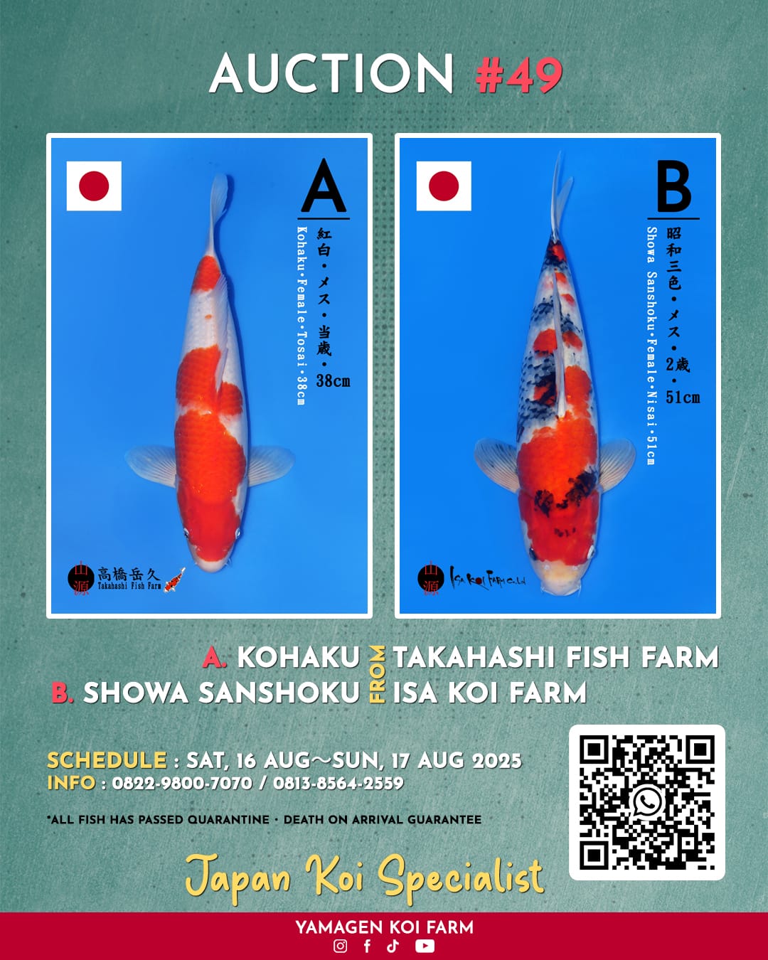 Lelang Koi Online, Jual Beli Ikan Koi, Pasar Koi Terbaik, Agen Lelang Koi, Penawaran Koi Berkualitas, Harga Jual Koi, Lelang Ikan Koi Import, Beli Koi Online, Jual Koi Murah, Koi Showroom, Penjual Koi Terpercaya, Lelang Koi Jakarta, Jual Koi Lokal, Koi Kualitas Unggul, Harga Terbaik Koi, Jual Koi Indukan, Lelang Ikan Hias Koi, Pasar Koi Indonesia, Beli Koi Berkualitas Tinggi, Koi Farm Terbesar, Jual Beli Koi Impor, Lelang Ikan Koi Kualitas Premium, Daftar Harga Koi Terbaru, Pusat Jual Beli Koi, Info Lelang Koi Hari Ini.