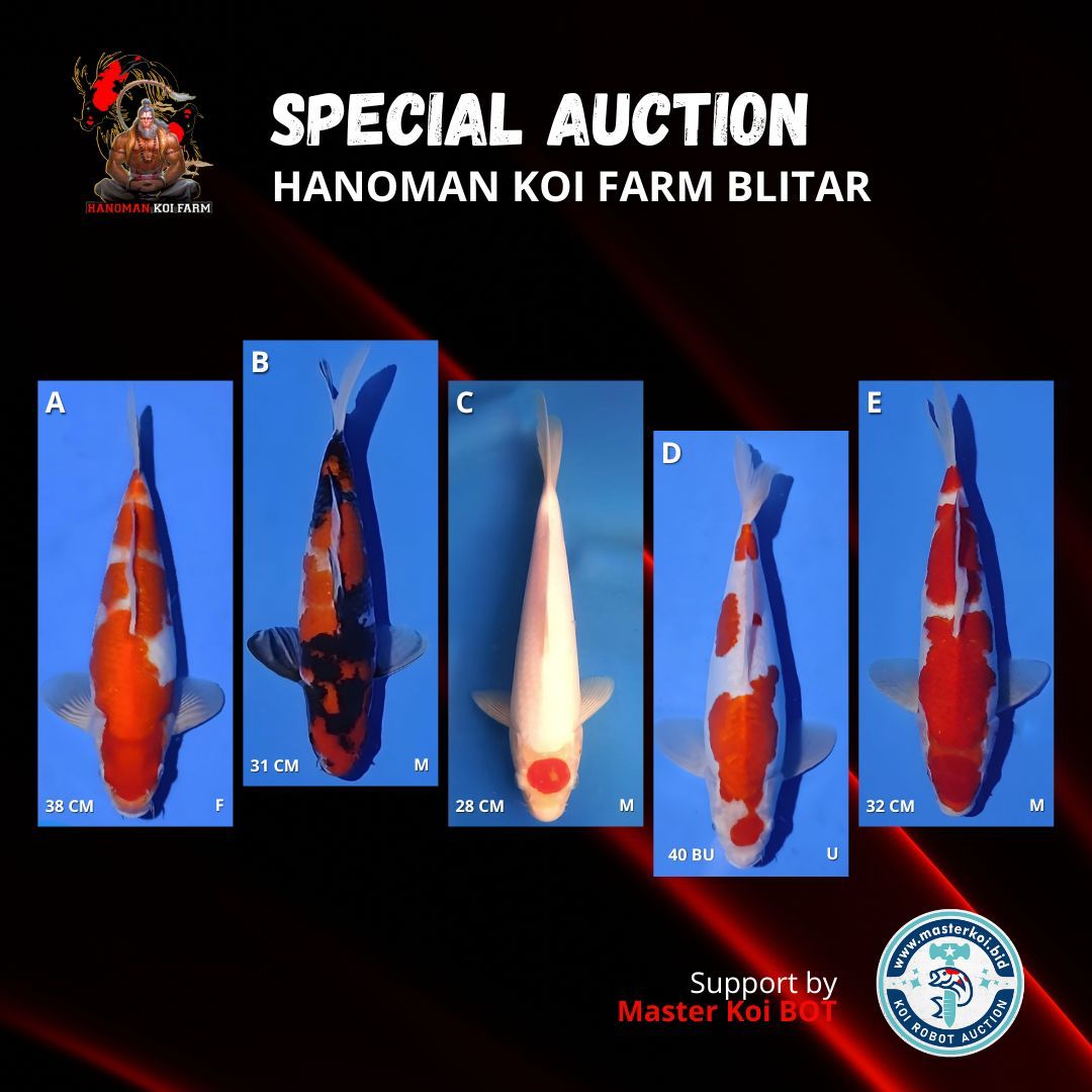 Lelang Koi Online, Jual Beli Ikan Koi, Pasar Koi Terbaik, Agen Lelang Koi, Penawaran Koi Berkualitas, Harga Jual Koi, Lelang Ikan Koi Import, Beli Koi Online, Jual Koi Murah, Koi Showroom, Penjual Koi Terpercaya, Lelang Koi Jakarta, Jual Koi Lokal, Koi Kualitas Unggul, Harga Terbaik Koi, Jual Koi Indukan, Lelang Ikan Hias Koi, Pasar Koi Indonesia, Beli Koi Berkualitas Tinggi, Koi Farm Terbesar, Jual Beli Koi Impor, Lelang Ikan Koi Kualitas Premium, Daftar Harga Koi Terbaru, Pusat Jual Beli Koi, Info Lelang Koi Hari Ini.