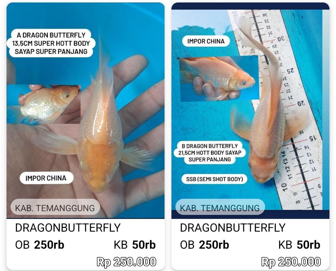 Lelang Koi Online, Jual Beli Ikan Koi, Pasar Koi Terbaik, Agen Lelang Koi, Penawaran Koi Berkualitas, Harga Jual Koi, Lelang Ikan Koi Import, Beli Koi Online, Jual Koi Murah, Koi Showroom, Penjual Koi Terpercaya, Lelang Koi Jakarta, Jual Koi Lokal, Koi Kualitas Unggul, Harga Terbaik Koi, Jual Koi Indukan, Lelang Ikan Hias Koi, Pasar Koi Indonesia, Beli Koi Berkualitas Tinggi, Koi Farm Terbesar, Jual Beli Koi Impor, Lelang Ikan Koi Kualitas Premium, Daftar Harga Koi Terbaru, Pusat Jual Beli Koi, Info Lelang Koi Hari Ini.