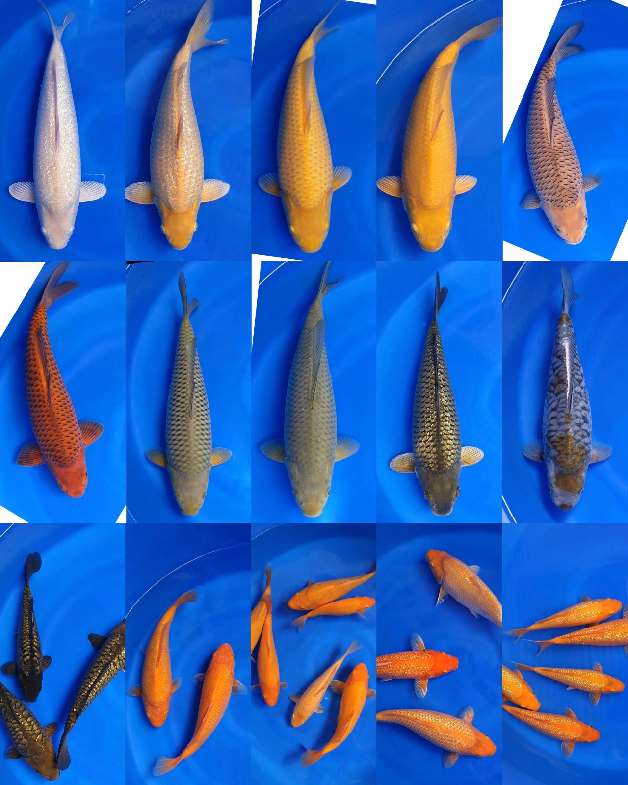 Lelang Koi Online, Jual Beli Ikan Koi, Pasar Koi Terbaik, Agen Lelang Koi, Penawaran Koi Berkualitas, Harga Jual Koi, Lelang Ikan Koi Import, Beli Koi Online, Jual Koi Murah, Koi Showroom, Penjual Koi Terpercaya, Lelang Koi Jakarta, Jual Koi Lokal, Koi Kualitas Unggul, Harga Terbaik Koi, Jual Koi Indukan, Lelang Ikan Hias Koi, Pasar Koi Indonesia, Beli Koi Berkualitas Tinggi, Koi Farm Terbesar, Jual Beli Koi Impor, Lelang Ikan Koi Kualitas Premium, Daftar Harga Koi Terbaru, Pusat Jual Beli Koi, Info Lelang Koi Hari Ini.