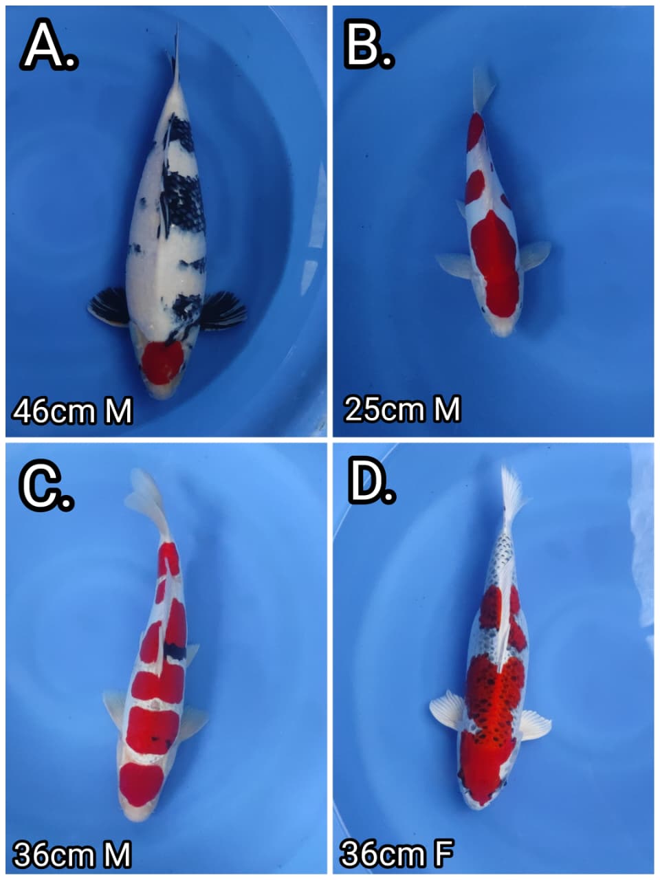 Lelang Koi Online, Jual Beli Ikan Koi, Pasar Koi Terbaik, Agen Lelang Koi, Penawaran Koi Berkualitas, Harga Jual Koi, Lelang Ikan Koi Import, Beli Koi Online, Jual Koi Murah, Koi Showroom, Penjual Koi Terpercaya, Lelang Koi Jakarta, Jual Koi Lokal, Koi Kualitas Unggul, Harga Terbaik Koi, Jual Koi Indukan, Lelang Ikan Hias Koi, Pasar Koi Indonesia, Beli Koi Berkualitas Tinggi, Koi Farm Terbesar, Jual Beli Koi Impor, Lelang Ikan Koi Kualitas Premium, Daftar Harga Koi Terbaru, Pusat Jual Beli Koi, Info Lelang Koi Hari Ini.