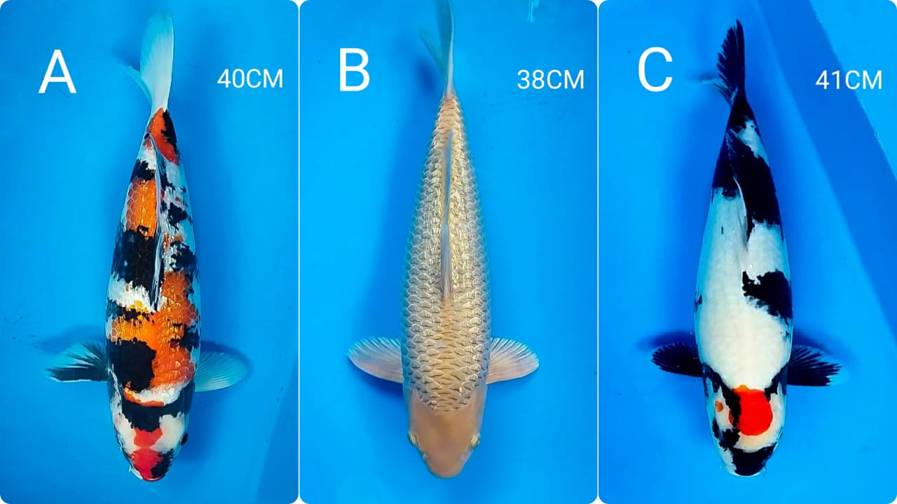 Lelang Koi Online, Jual Beli Ikan Koi, Pasar Koi Terbaik, Agen Lelang Koi, Penawaran Koi Berkualitas, Harga Jual Koi, Lelang Ikan Koi Import, Beli Koi Online, Jual Koi Murah, Koi Showroom, Penjual Koi Terpercaya, Lelang Koi Jakarta, Jual Koi Lokal, Koi Kualitas Unggul, Harga Terbaik Koi, Jual Koi Indukan, Lelang Ikan Hias Koi, Pasar Koi Indonesia, Beli Koi Berkualitas Tinggi, Koi Farm Terbesar, Jual Beli Koi Impor, Lelang Ikan Koi Kualitas Premium, Daftar Harga Koi Terbaru, Pusat Jual Beli Koi, Info Lelang Koi Hari Ini.