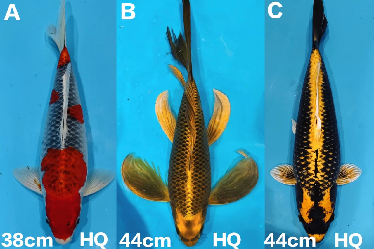 Lelang Koi Online, Jual Beli Ikan Koi, Pasar Koi Terbaik, Agen Lelang Koi, Penawaran Koi Berkualitas, Harga Jual Koi, Lelang Ikan Koi Import, Beli Koi Online, Jual Koi Murah, Koi Showroom, Penjual Koi Terpercaya, Lelang Koi Jakarta, Jual Koi Lokal, Koi Kualitas Unggul, Harga Terbaik Koi, Jual Koi Indukan, Lelang Ikan Hias Koi, Pasar Koi Indonesia, Beli Koi Berkualitas Tinggi, Koi Farm Terbesar, Jual Beli Koi Impor, Lelang Ikan Koi Kualitas Premium, Daftar Harga Koi Terbaru, Pusat Jual Beli Koi, Info Lelang Koi Hari Ini.