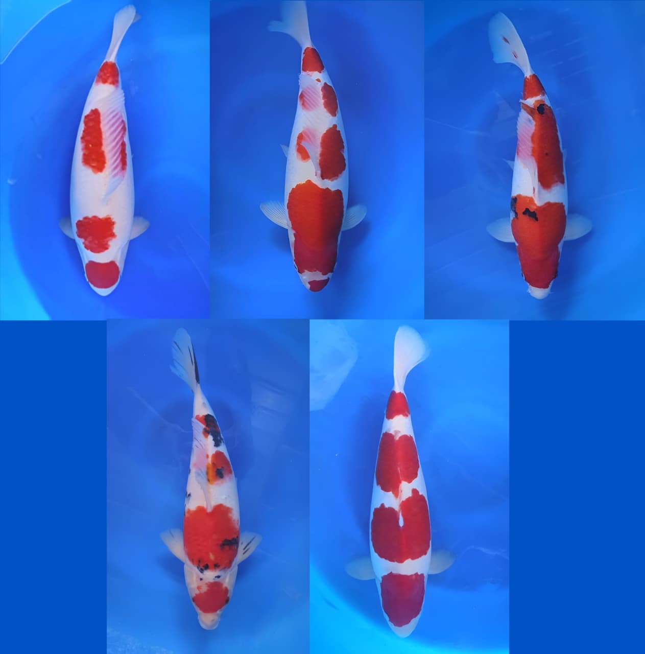 Lelang Koi Online, Jual Beli Ikan Koi, Pasar Koi Terbaik, Agen Lelang Koi, Penawaran Koi Berkualitas, Harga Jual Koi, Lelang Ikan Koi Import, Beli Koi Online, Jual Koi Murah, Koi Showroom, Penjual Koi Terpercaya, Lelang Koi Jakarta, Jual Koi Lokal, Koi Kualitas Unggul, Harga Terbaik Koi, Jual Koi Indukan, Lelang Ikan Hias Koi, Pasar Koi Indonesia, Beli Koi Berkualitas Tinggi, Koi Farm Terbesar, Jual Beli Koi Impor, Lelang Ikan Koi Kualitas Premium, Daftar Harga Koi Terbaru, Pusat Jual Beli Koi, Info Lelang Koi Hari Ini.