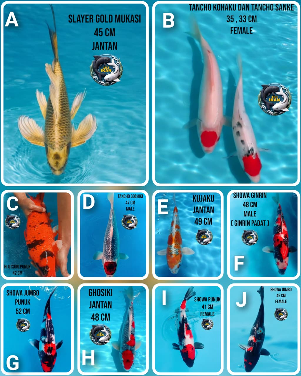Lelang Koi Online, Jual Beli Ikan Koi, Pasar Koi Terbaik, Agen Lelang Koi, Penawaran Koi Berkualitas, Harga Jual Koi, Lelang Ikan Koi Import, Beli Koi Online, Jual Koi Murah, Koi Showroom, Penjual Koi Terpercaya, Lelang Koi Jakarta, Jual Koi Lokal, Koi Kualitas Unggul, Harga Terbaik Koi, Jual Koi Indukan, Lelang Ikan Hias Koi, Pasar Koi Indonesia, Beli Koi Berkualitas Tinggi, Koi Farm Terbesar, Jual Beli Koi Impor, Lelang Ikan Koi Kualitas Premium, Daftar Harga Koi Terbaru, Pusat Jual Beli Koi, Info Lelang Koi Hari Ini.