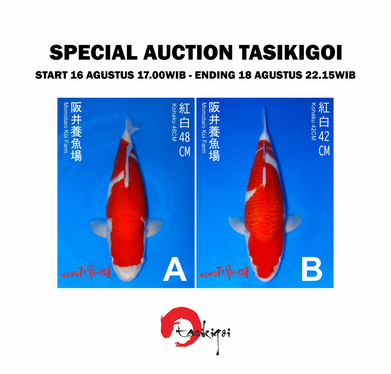 Lelang Koi Online, Jual Beli Ikan Koi, Pasar Koi Terbaik, Agen Lelang Koi, Penawaran Koi Berkualitas, Harga Jual Koi, Lelang Ikan Koi Import, Beli Koi Online, Jual Koi Murah, Koi Showroom, Penjual Koi Terpercaya, Lelang Koi Jakarta, Jual Koi Lokal, Koi Kualitas Unggul, Harga Terbaik Koi, Jual Koi Indukan, Lelang Ikan Hias Koi, Pasar Koi Indonesia, Beli Koi Berkualitas Tinggi, Koi Farm Terbesar, Jual Beli Koi Impor, Lelang Ikan Koi Kualitas Premium, Daftar Harga Koi Terbaru, Pusat Jual Beli Koi, Info Lelang Koi Hari Ini.