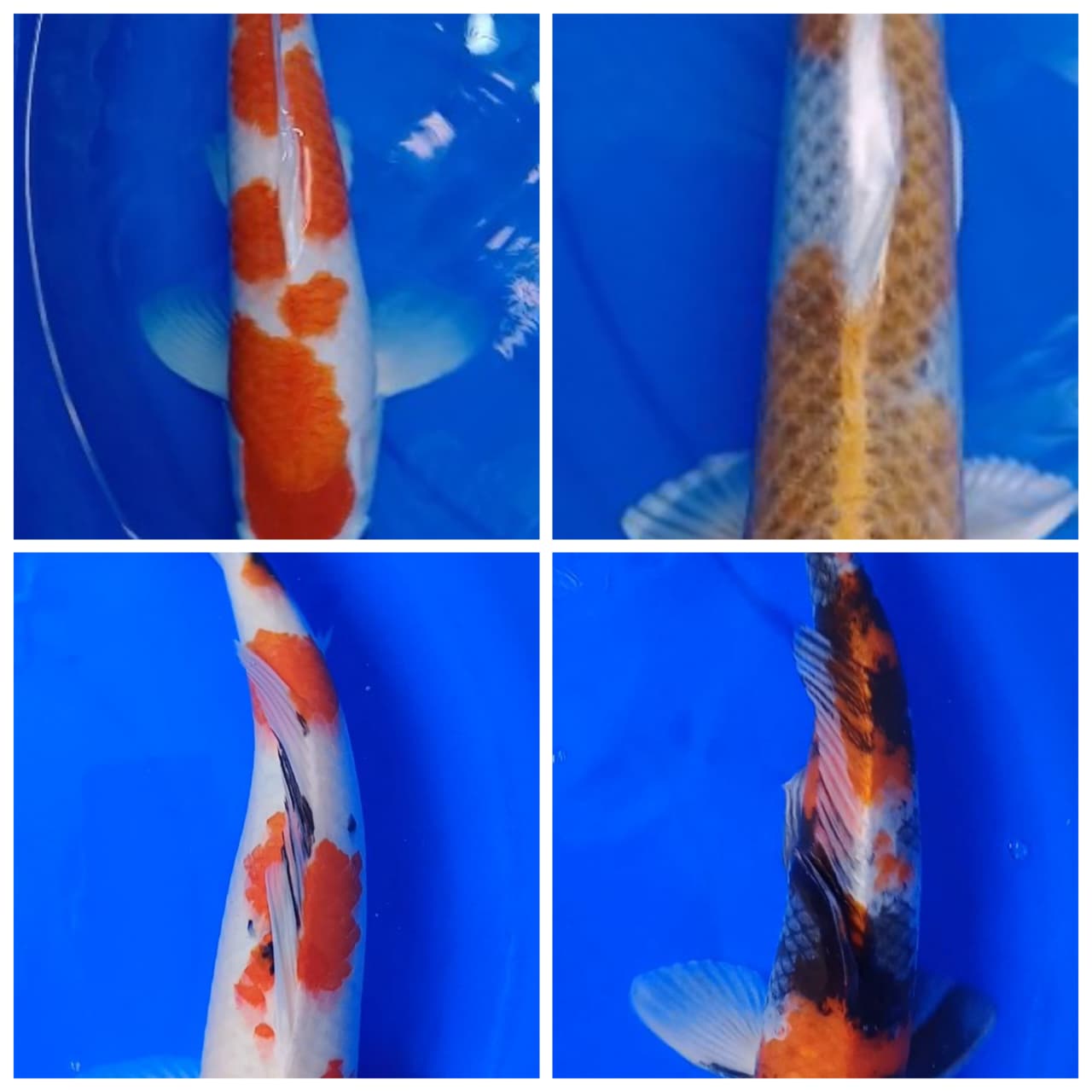 Lelang Koi Online, Jual Beli Ikan Koi, Pasar Koi Terbaik, Agen Lelang Koi, Penawaran Koi Berkualitas, Harga Jual Koi, Lelang Ikan Koi Import, Beli Koi Online, Jual Koi Murah, Koi Showroom, Penjual Koi Terpercaya, Lelang Koi Jakarta, Jual Koi Lokal, Koi Kualitas Unggul, Harga Terbaik Koi, Jual Koi Indukan, Lelang Ikan Hias Koi, Pasar Koi Indonesia, Beli Koi Berkualitas Tinggi, Koi Farm Terbesar, Jual Beli Koi Impor, Lelang Ikan Koi Kualitas Premium, Daftar Harga Koi Terbaru, Pusat Jual Beli Koi, Info Lelang Koi Hari Ini.