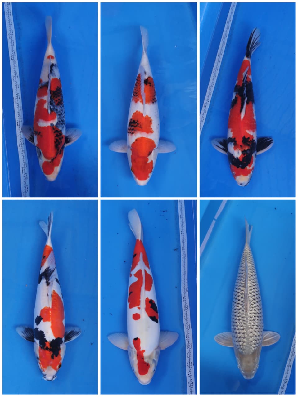 Lelang Koi Online, Jual Beli Ikan Koi, Pasar Koi Terbaik, Agen Lelang Koi, Penawaran Koi Berkualitas, Harga Jual Koi, Lelang Ikan Koi Import, Beli Koi Online, Jual Koi Murah, Koi Showroom, Penjual Koi Terpercaya, Lelang Koi Jakarta, Jual Koi Lokal, Koi Kualitas Unggul, Harga Terbaik Koi, Jual Koi Indukan, Lelang Ikan Hias Koi, Pasar Koi Indonesia, Beli Koi Berkualitas Tinggi, Koi Farm Terbesar, Jual Beli Koi Impor, Lelang Ikan Koi Kualitas Premium, Daftar Harga Koi Terbaru, Pusat Jual Beli Koi, Info Lelang Koi Hari Ini.
