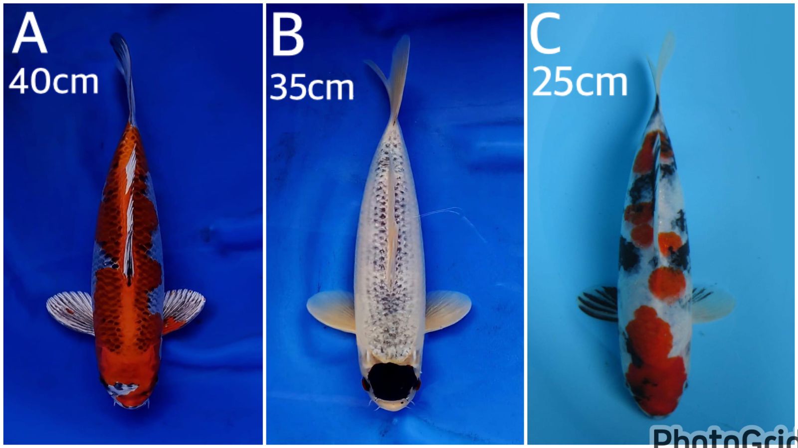 Lelang Koi Online, Jual Beli Ikan Koi, Pasar Koi Terbaik, Agen Lelang Koi, Penawaran Koi Berkualitas, Harga Jual Koi, Lelang Ikan Koi Import, Beli Koi Online, Jual Koi Murah, Koi Showroom, Penjual Koi Terpercaya, Lelang Koi Jakarta, Jual Koi Lokal, Koi Kualitas Unggul, Harga Terbaik Koi, Jual Koi Indukan, Lelang Ikan Hias Koi, Pasar Koi Indonesia, Beli Koi Berkualitas Tinggi, Koi Farm Terbesar, Jual Beli Koi Impor, Lelang Ikan Koi Kualitas Premium, Daftar Harga Koi Terbaru, Pusat Jual Beli Koi, Info Lelang Koi Hari Ini.