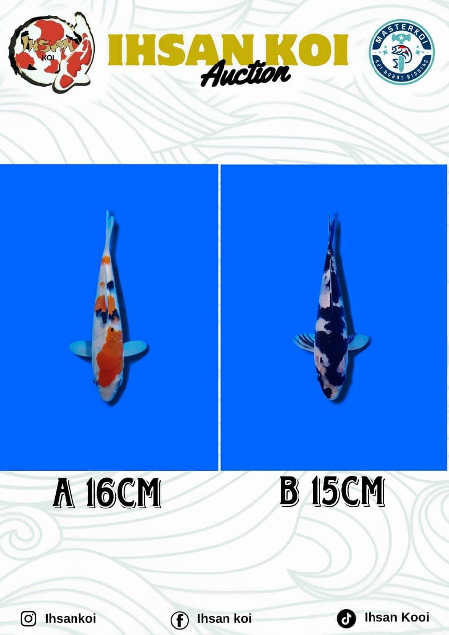 Lelang Koi Online, Jual Beli Ikan Koi, Pasar Koi Terbaik, Agen Lelang Koi, Penawaran Koi Berkualitas, Harga Jual Koi, Lelang Ikan Koi Import, Beli Koi Online, Jual Koi Murah, Koi Showroom, Penjual Koi Terpercaya, Lelang Koi Jakarta, Jual Koi Lokal, Koi Kualitas Unggul, Harga Terbaik Koi, Jual Koi Indukan, Lelang Ikan Hias Koi, Pasar Koi Indonesia, Beli Koi Berkualitas Tinggi, Koi Farm Terbesar, Jual Beli Koi Impor, Lelang Ikan Koi Kualitas Premium, Daftar Harga Koi Terbaru, Pusat Jual Beli Koi, Info Lelang Koi Hari Ini.