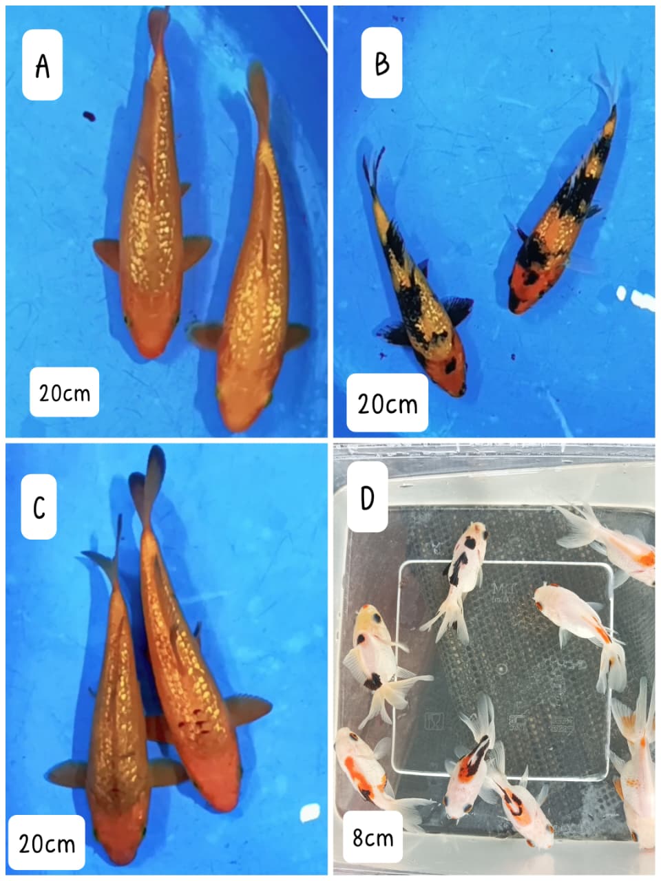 Lelang Koi Online, Jual Beli Ikan Koi, Pasar Koi Terbaik, Agen Lelang Koi, Penawaran Koi Berkualitas, Harga Jual Koi, Lelang Ikan Koi Import, Beli Koi Online, Jual Koi Murah, Koi Showroom, Penjual Koi Terpercaya, Lelang Koi Jakarta, Jual Koi Lokal, Koi Kualitas Unggul, Harga Terbaik Koi, Jual Koi Indukan, Lelang Ikan Hias Koi, Pasar Koi Indonesia, Beli Koi Berkualitas Tinggi, Koi Farm Terbesar, Jual Beli Koi Impor, Lelang Ikan Koi Kualitas Premium, Daftar Harga Koi Terbaru, Pusat Jual Beli Koi, Info Lelang Koi Hari Ini.