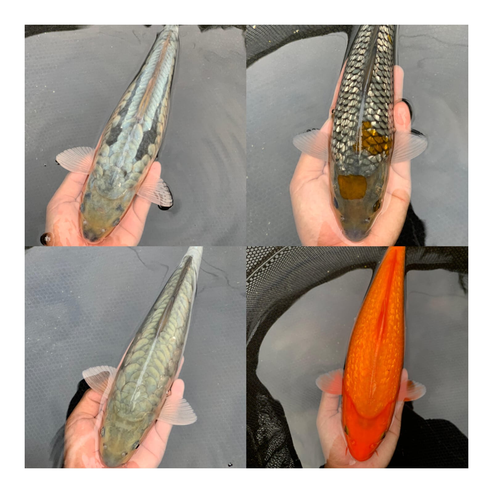 Lelang Koi Online, Jual Beli Ikan Koi, Pasar Koi Terbaik, Agen Lelang Koi, Penawaran Koi Berkualitas, Harga Jual Koi, Lelang Ikan Koi Import, Beli Koi Online, Jual Koi Murah, Koi Showroom, Penjual Koi Terpercaya, Lelang Koi Jakarta, Jual Koi Lokal, Koi Kualitas Unggul, Harga Terbaik Koi, Jual Koi Indukan, Lelang Ikan Hias Koi, Pasar Koi Indonesia, Beli Koi Berkualitas Tinggi, Koi Farm Terbesar, Jual Beli Koi Impor, Lelang Ikan Koi Kualitas Premium, Daftar Harga Koi Terbaru, Pusat Jual Beli Koi, Info Lelang Koi Hari Ini.