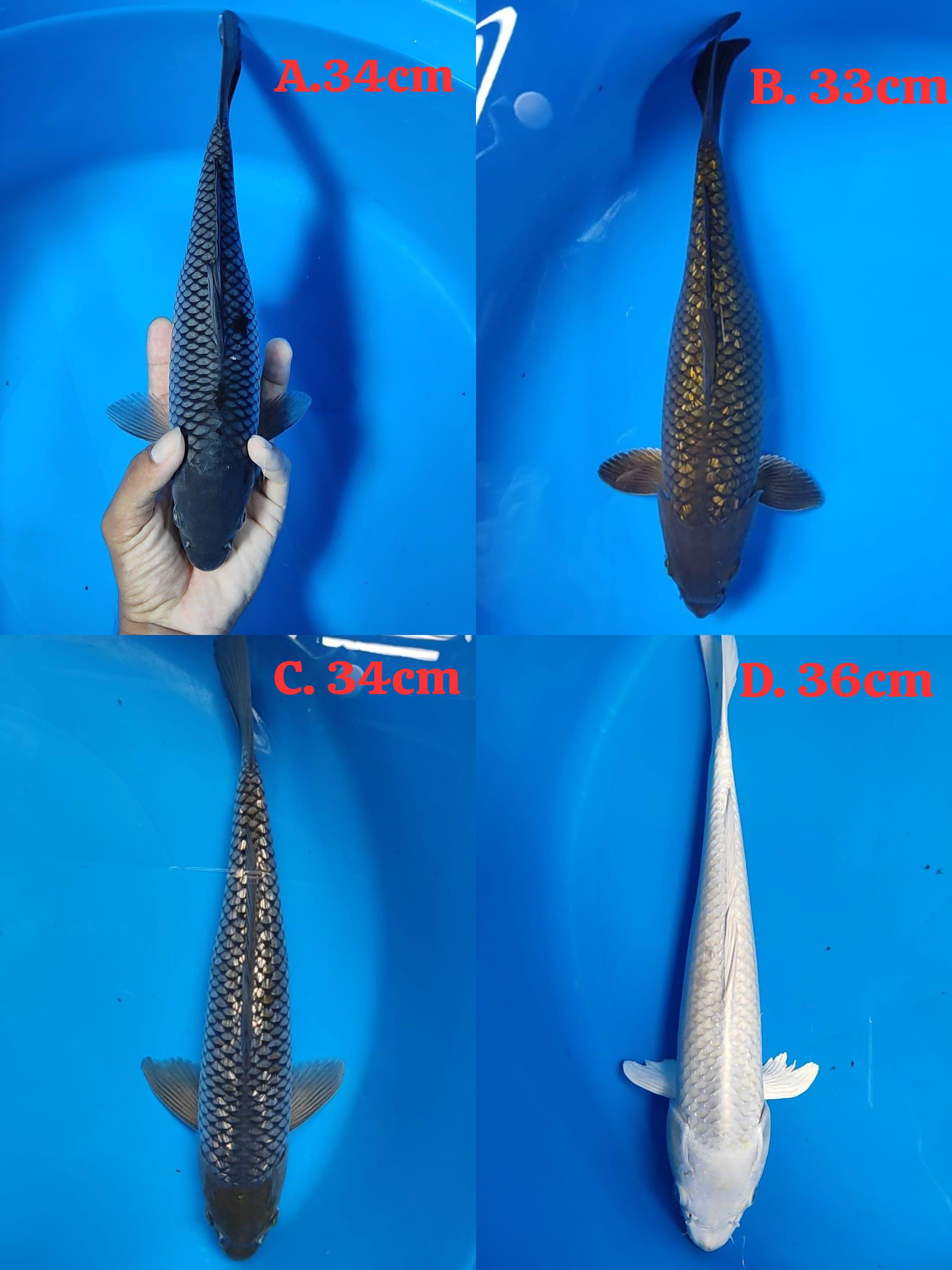 Lelang Koi Online, Jual Beli Ikan Koi, Pasar Koi Terbaik, Agen Lelang Koi, Penawaran Koi Berkualitas, Harga Jual Koi, Lelang Ikan Koi Import, Beli Koi Online, Jual Koi Murah, Koi Showroom, Penjual Koi Terpercaya, Lelang Koi Jakarta, Jual Koi Lokal, Koi Kualitas Unggul, Harga Terbaik Koi, Jual Koi Indukan, Lelang Ikan Hias Koi, Pasar Koi Indonesia, Beli Koi Berkualitas Tinggi, Koi Farm Terbesar, Jual Beli Koi Impor, Lelang Ikan Koi Kualitas Premium, Daftar Harga Koi Terbaru, Pusat Jual Beli Koi, Info Lelang Koi Hari Ini.