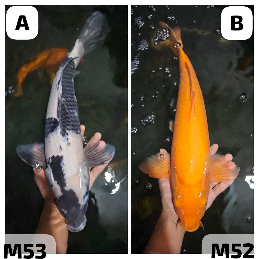 Lelang Koi Online, Jual Beli Ikan Koi, Pasar Koi Terbaik, Agen Lelang Koi, Penawaran Koi Berkualitas, Harga Jual Koi, Lelang Ikan Koi Import, Beli Koi Online, Jual Koi Murah, Koi Showroom, Penjual Koi Terpercaya, Lelang Koi Jakarta, Jual Koi Lokal, Koi Kualitas Unggul, Harga Terbaik Koi, Jual Koi Indukan, Lelang Ikan Hias Koi, Pasar Koi Indonesia, Beli Koi Berkualitas Tinggi, Koi Farm Terbesar, Jual Beli Koi Impor, Lelang Ikan Koi Kualitas Premium, Daftar Harga Koi Terbaru, Pusat Jual Beli Koi, Info Lelang Koi Hari Ini.