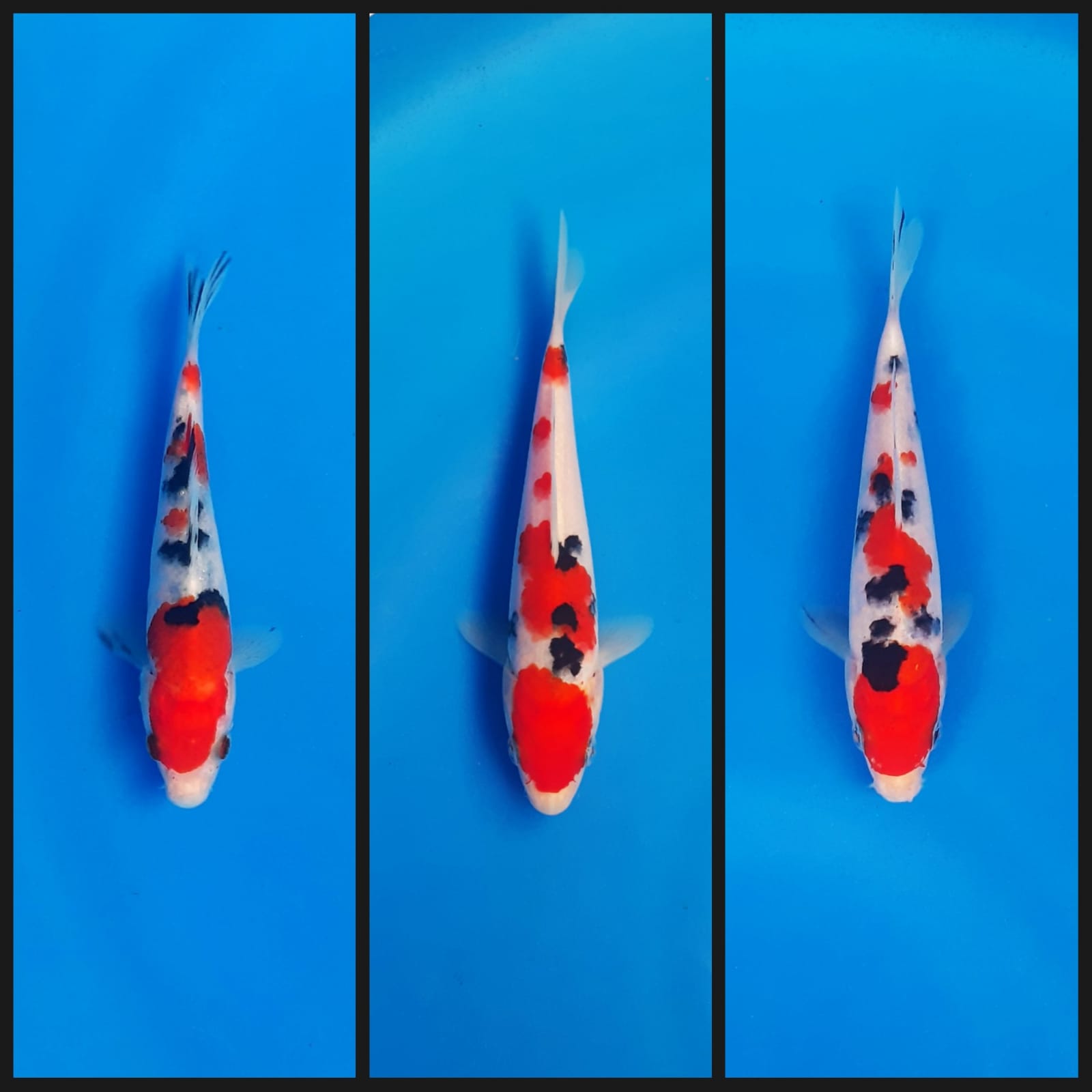 Lelang Koi Online, Jual Beli Ikan Koi, Pasar Koi Terbaik, Agen Lelang Koi, Penawaran Koi Berkualitas, Harga Jual Koi, Lelang Ikan Koi Import, Beli Koi Online, Jual Koi Murah, Koi Showroom, Penjual Koi Terpercaya, Lelang Koi Jakarta, Jual Koi Lokal, Koi Kualitas Unggul, Harga Terbaik Koi, Jual Koi Indukan, Lelang Ikan Hias Koi, Pasar Koi Indonesia, Beli Koi Berkualitas Tinggi, Koi Farm Terbesar, Jual Beli Koi Impor, Lelang Ikan Koi Kualitas Premium, Daftar Harga Koi Terbaru, Pusat Jual Beli Koi, Info Lelang Koi Hari Ini.