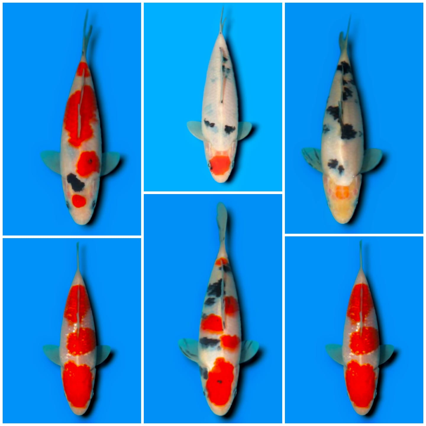 Lelang Koi Online, Jual Beli Ikan Koi, Pasar Koi Terbaik, Agen Lelang Koi, Penawaran Koi Berkualitas, Harga Jual Koi, Lelang Ikan Koi Import, Beli Koi Online, Jual Koi Murah, Koi Showroom, Penjual Koi Terpercaya, Lelang Koi Jakarta, Jual Koi Lokal, Koi Kualitas Unggul, Harga Terbaik Koi, Jual Koi Indukan, Lelang Ikan Hias Koi, Pasar Koi Indonesia, Beli Koi Berkualitas Tinggi, Koi Farm Terbesar, Jual Beli Koi Impor, Lelang Ikan Koi Kualitas Premium, Daftar Harga Koi Terbaru, Pusat Jual Beli Koi, Info Lelang Koi Hari Ini.