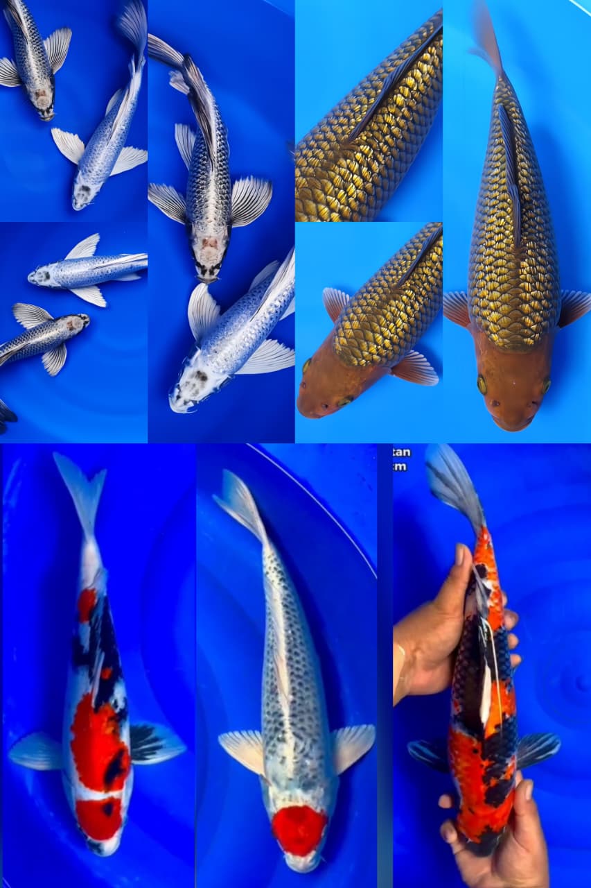 Lelang Koi Online, Jual Beli Ikan Koi, Pasar Koi Terbaik, Agen Lelang Koi, Penawaran Koi Berkualitas, Harga Jual Koi, Lelang Ikan Koi Import, Beli Koi Online, Jual Koi Murah, Koi Showroom, Penjual Koi Terpercaya, Lelang Koi Jakarta, Jual Koi Lokal, Koi Kualitas Unggul, Harga Terbaik Koi, Jual Koi Indukan, Lelang Ikan Hias Koi, Pasar Koi Indonesia, Beli Koi Berkualitas Tinggi, Koi Farm Terbesar, Jual Beli Koi Impor, Lelang Ikan Koi Kualitas Premium, Daftar Harga Koi Terbaru, Pusat Jual Beli Koi, Info Lelang Koi Hari Ini.
