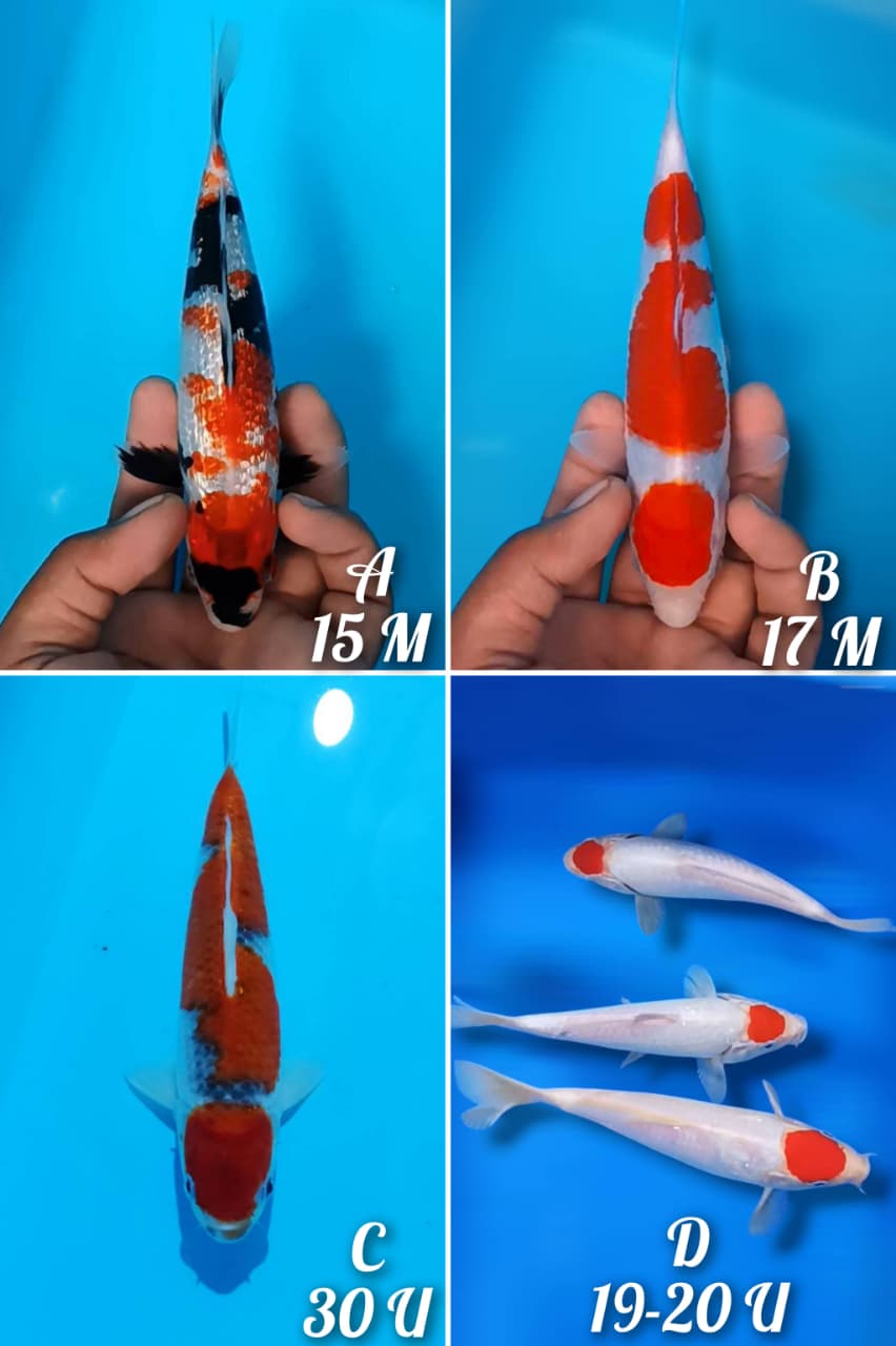Lelang Koi Online, Jual Beli Ikan Koi, Pasar Koi Terbaik, Agen Lelang Koi, Penawaran Koi Berkualitas, Harga Jual Koi, Lelang Ikan Koi Import, Beli Koi Online, Jual Koi Murah, Koi Showroom, Penjual Koi Terpercaya, Lelang Koi Jakarta, Jual Koi Lokal, Koi Kualitas Unggul, Harga Terbaik Koi, Jual Koi Indukan, Lelang Ikan Hias Koi, Pasar Koi Indonesia, Beli Koi Berkualitas Tinggi, Koi Farm Terbesar, Jual Beli Koi Impor, Lelang Ikan Koi Kualitas Premium, Daftar Harga Koi Terbaru, Pusat Jual Beli Koi, Info Lelang Koi Hari Ini.