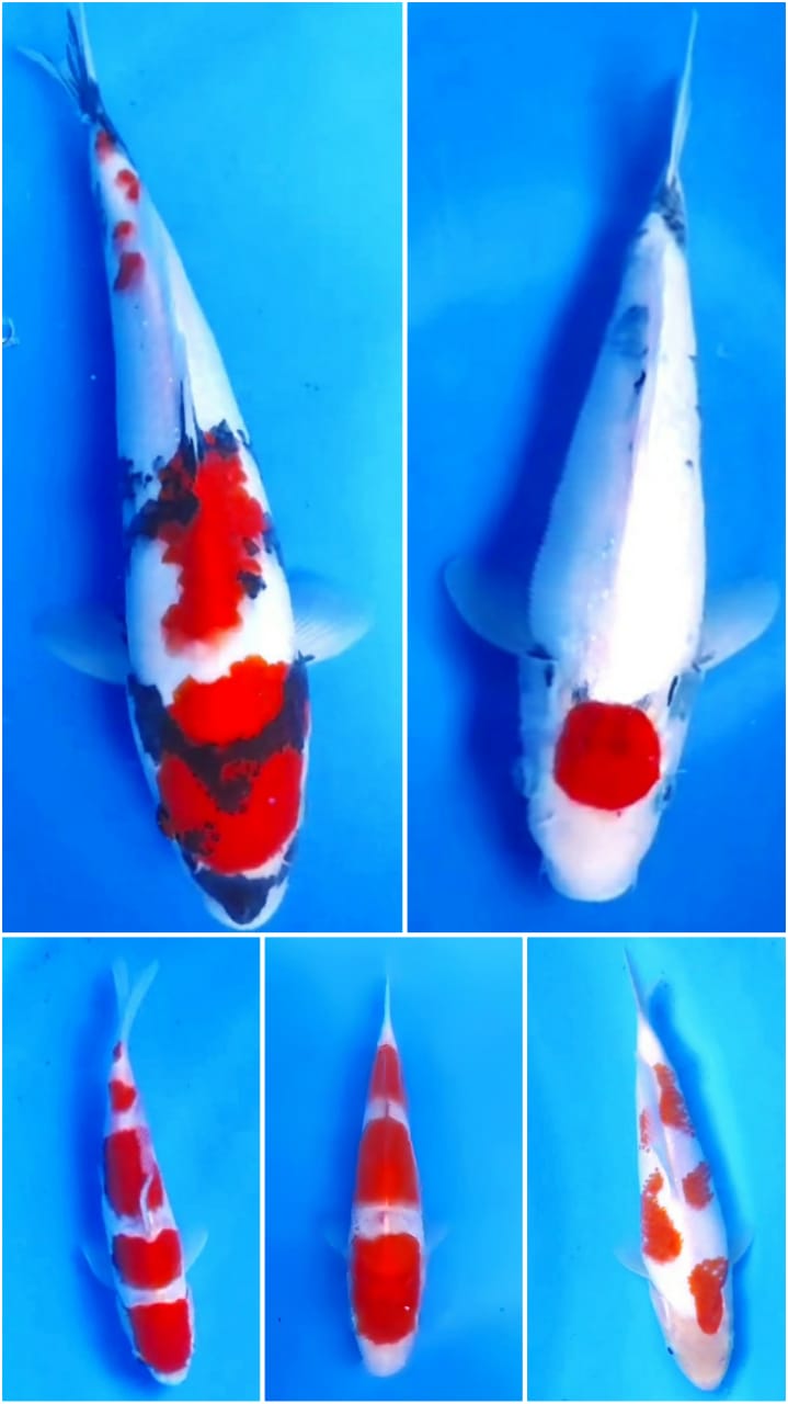 Lelang Koi Online, Jual Beli Ikan Koi, Pasar Koi Terbaik, Agen Lelang Koi, Penawaran Koi Berkualitas, Harga Jual Koi, Lelang Ikan Koi Import, Beli Koi Online, Jual Koi Murah, Koi Showroom, Penjual Koi Terpercaya, Lelang Koi Jakarta, Jual Koi Lokal, Koi Kualitas Unggul, Harga Terbaik Koi, Jual Koi Indukan, Lelang Ikan Hias Koi, Pasar Koi Indonesia, Beli Koi Berkualitas Tinggi, Koi Farm Terbesar, Jual Beli Koi Impor, Lelang Ikan Koi Kualitas Premium, Daftar Harga Koi Terbaru, Pusat Jual Beli Koi, Info Lelang Koi Hari Ini.