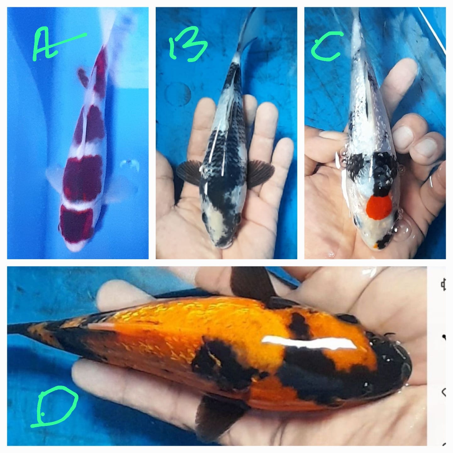 Lelang Koi Online, Jual Beli Ikan Koi, Pasar Koi Terbaik, Agen Lelang Koi, Penawaran Koi Berkualitas, Harga Jual Koi, Lelang Ikan Koi Import, Beli Koi Online, Jual Koi Murah, Koi Showroom, Penjual Koi Terpercaya, Lelang Koi Jakarta, Jual Koi Lokal, Koi Kualitas Unggul, Harga Terbaik Koi, Jual Koi Indukan, Lelang Ikan Hias Koi, Pasar Koi Indonesia, Beli Koi Berkualitas Tinggi, Koi Farm Terbesar, Jual Beli Koi Impor, Lelang Ikan Koi Kualitas Premium, Daftar Harga Koi Terbaru, Pusat Jual Beli Koi, Info Lelang Koi Hari Ini.
