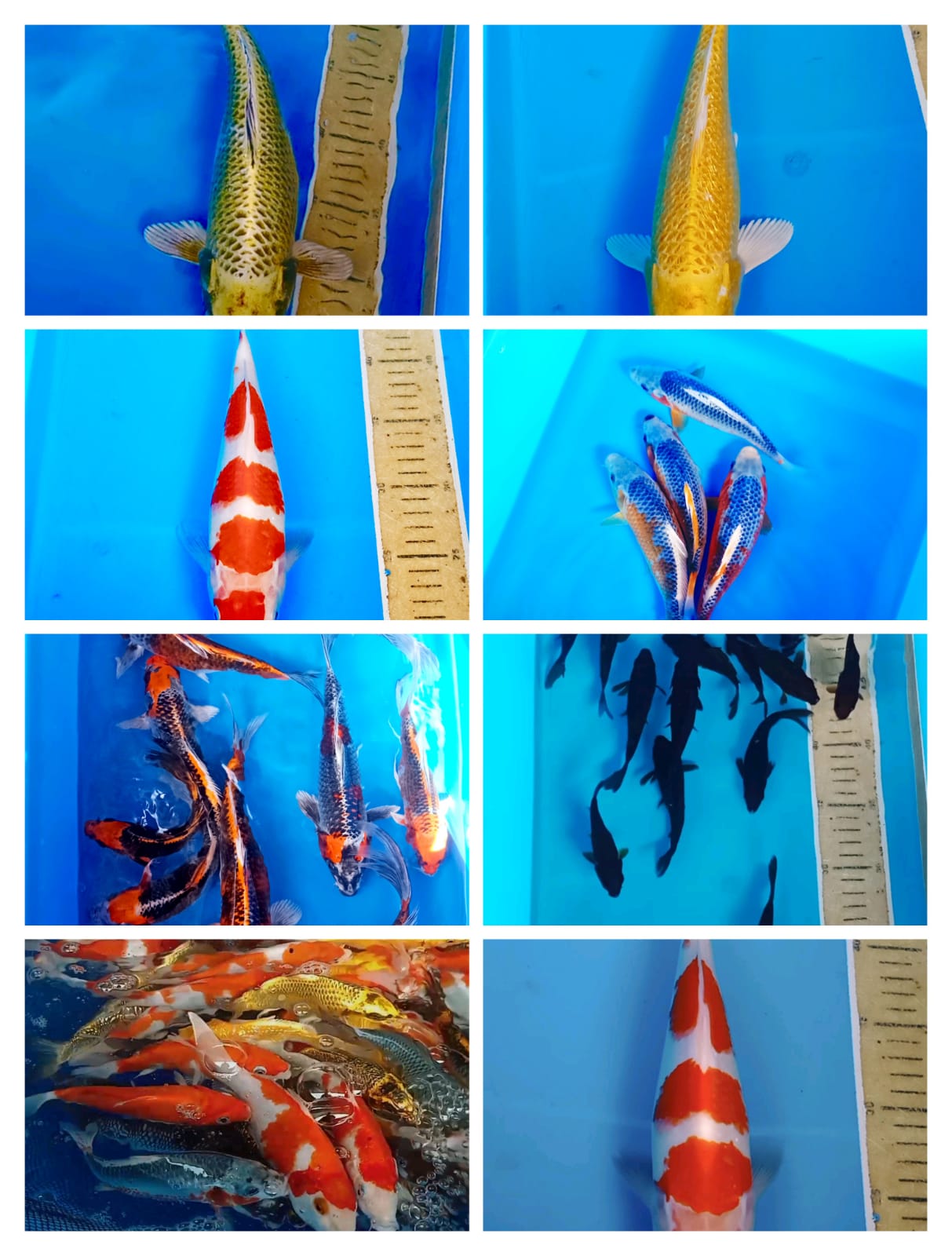 Lelang Koi Online, Jual Beli Ikan Koi, Pasar Koi Terbaik, Agen Lelang Koi, Penawaran Koi Berkualitas, Harga Jual Koi, Lelang Ikan Koi Import, Beli Koi Online, Jual Koi Murah, Koi Showroom, Penjual Koi Terpercaya, Lelang Koi Jakarta, Jual Koi Lokal, Koi Kualitas Unggul, Harga Terbaik Koi, Jual Koi Indukan, Lelang Ikan Hias Koi, Pasar Koi Indonesia, Beli Koi Berkualitas Tinggi, Koi Farm Terbesar, Jual Beli Koi Impor, Lelang Ikan Koi Kualitas Premium, Daftar Harga Koi Terbaru, Pusat Jual Beli Koi, Info Lelang Koi Hari Ini.