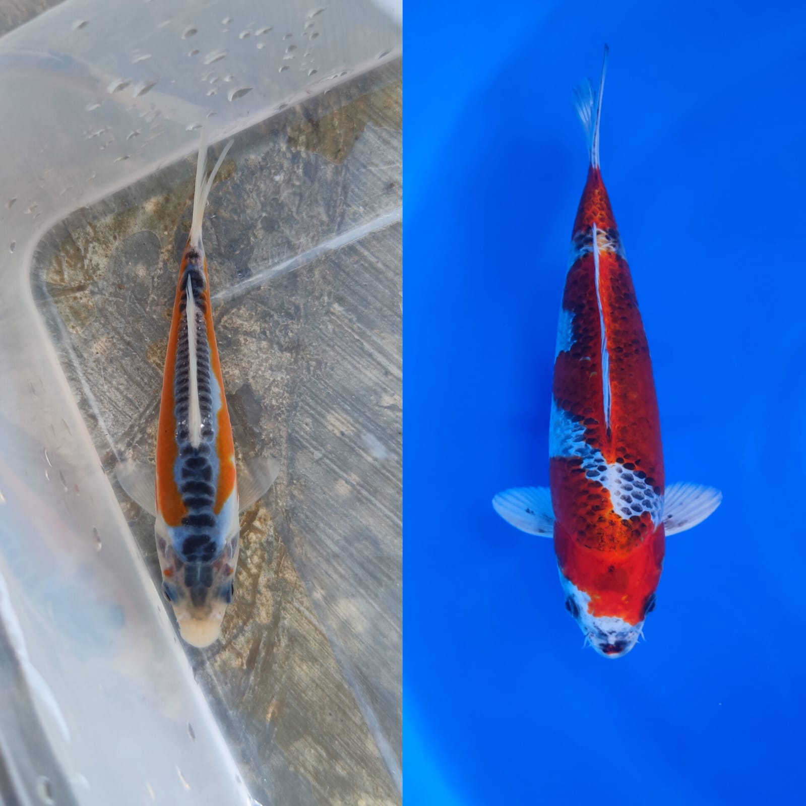 Lelang Koi Online, Jual Beli Ikan Koi, Pasar Koi Terbaik, Agen Lelang Koi, Penawaran Koi Berkualitas, Harga Jual Koi, Lelang Ikan Koi Import, Beli Koi Online, Jual Koi Murah, Koi Showroom, Penjual Koi Terpercaya, Lelang Koi Jakarta, Jual Koi Lokal, Koi Kualitas Unggul, Harga Terbaik Koi, Jual Koi Indukan, Lelang Ikan Hias Koi, Pasar Koi Indonesia, Beli Koi Berkualitas Tinggi, Koi Farm Terbesar, Jual Beli Koi Impor, Lelang Ikan Koi Kualitas Premium, Daftar Harga Koi Terbaru, Pusat Jual Beli Koi, Info Lelang Koi Hari Ini.