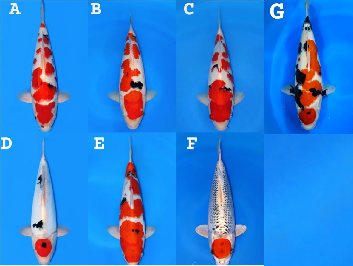 Lelang Koi Online, Jual Beli Ikan Koi, Pasar Koi Terbaik, Agen Lelang Koi, Penawaran Koi Berkualitas, Harga Jual Koi, Lelang Ikan Koi Import, Beli Koi Online, Jual Koi Murah, Koi Showroom, Penjual Koi Terpercaya, Lelang Koi Jakarta, Jual Koi Lokal, Koi Kualitas Unggul, Harga Terbaik Koi, Jual Koi Indukan, Lelang Ikan Hias Koi, Pasar Koi Indonesia, Beli Koi Berkualitas Tinggi, Koi Farm Terbesar, Jual Beli Koi Impor, Lelang Ikan Koi Kualitas Premium, Daftar Harga Koi Terbaru, Pusat Jual Beli Koi, Info Lelang Koi Hari Ini.