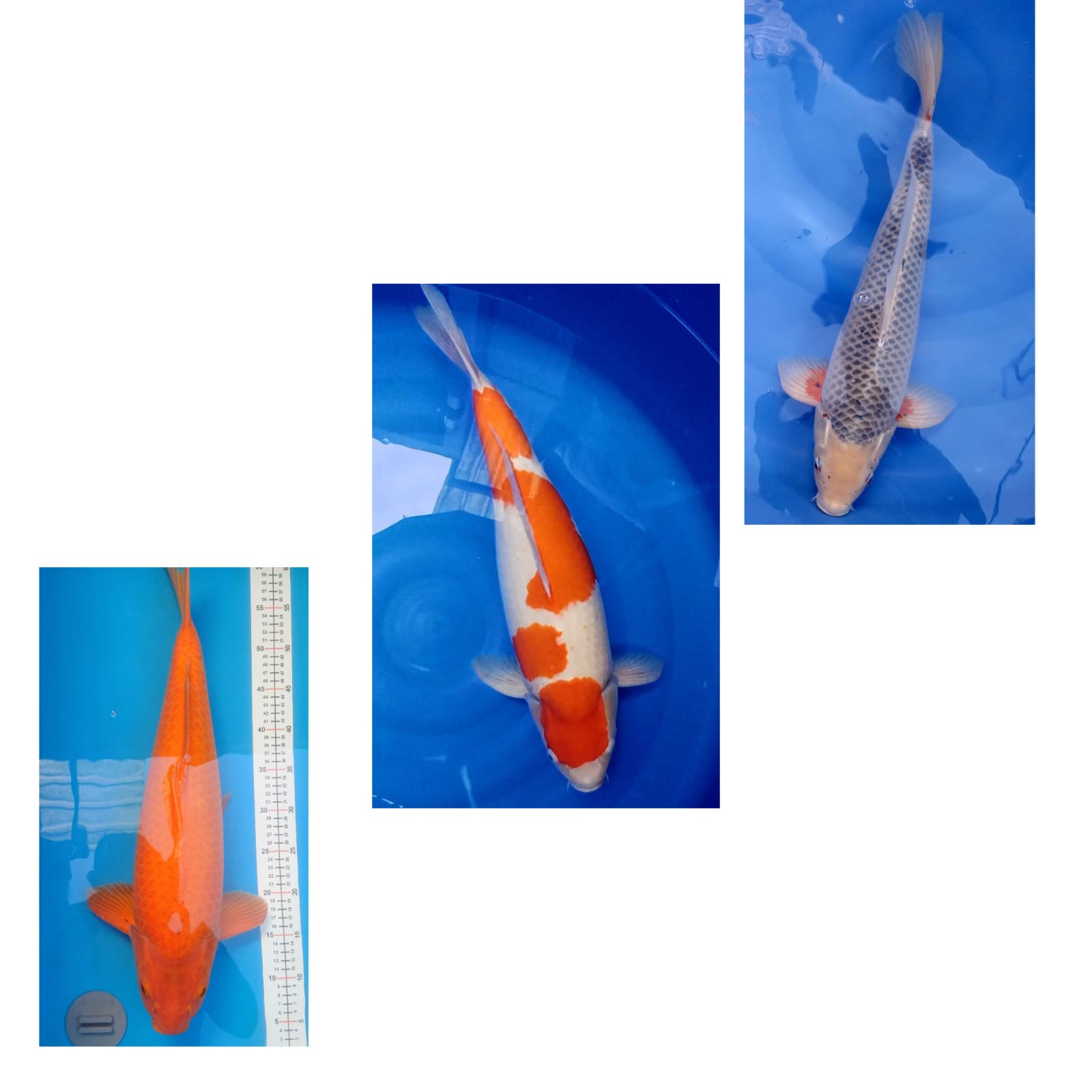 Lelang Koi Online, Jual Beli Ikan Koi, Pasar Koi Terbaik, Agen Lelang Koi, Penawaran Koi Berkualitas, Harga Jual Koi, Lelang Ikan Koi Import, Beli Koi Online, Jual Koi Murah, Koi Showroom, Penjual Koi Terpercaya, Lelang Koi Jakarta, Jual Koi Lokal, Koi Kualitas Unggul, Harga Terbaik Koi, Jual Koi Indukan, Lelang Ikan Hias Koi, Pasar Koi Indonesia, Beli Koi Berkualitas Tinggi, Koi Farm Terbesar, Jual Beli Koi Impor, Lelang Ikan Koi Kualitas Premium, Daftar Harga Koi Terbaru, Pusat Jual Beli Koi, Info Lelang Koi Hari Ini.