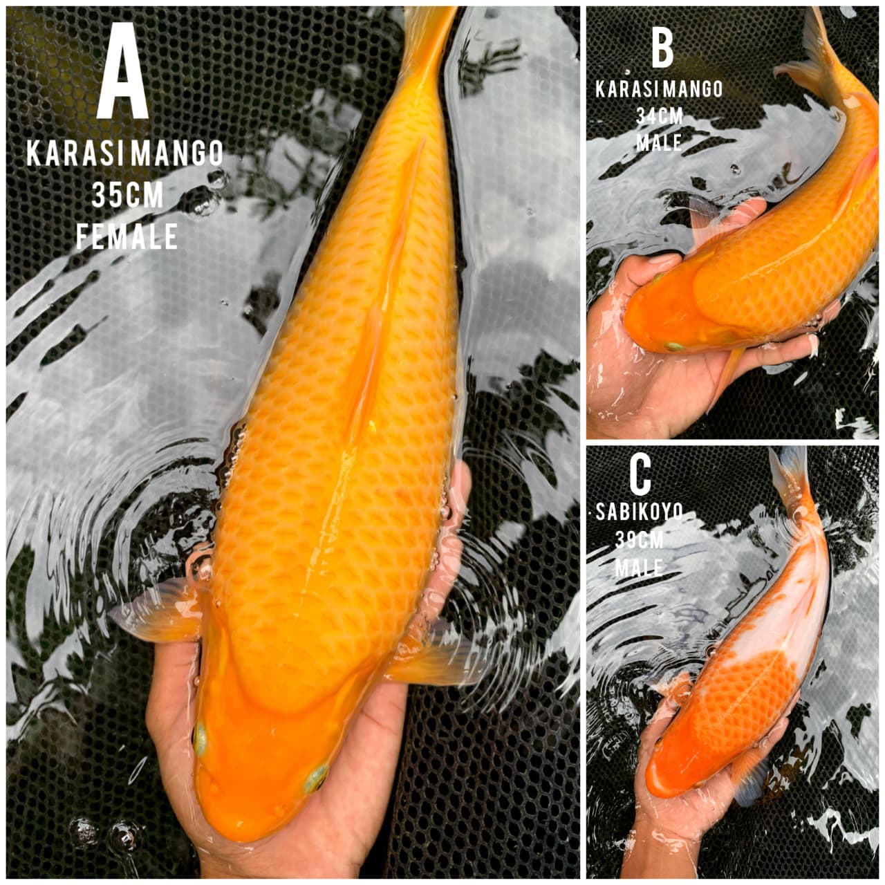 Lelang Koi Online, Jual Beli Ikan Koi, Pasar Koi Terbaik, Agen Lelang Koi, Penawaran Koi Berkualitas, Harga Jual Koi, Lelang Ikan Koi Import, Beli Koi Online, Jual Koi Murah, Koi Showroom, Penjual Koi Terpercaya, Lelang Koi Jakarta, Jual Koi Lokal, Koi Kualitas Unggul, Harga Terbaik Koi, Jual Koi Indukan, Lelang Ikan Hias Koi, Pasar Koi Indonesia, Beli Koi Berkualitas Tinggi, Koi Farm Terbesar, Jual Beli Koi Impor, Lelang Ikan Koi Kualitas Premium, Daftar Harga Koi Terbaru, Pusat Jual Beli Koi, Info Lelang Koi Hari Ini.