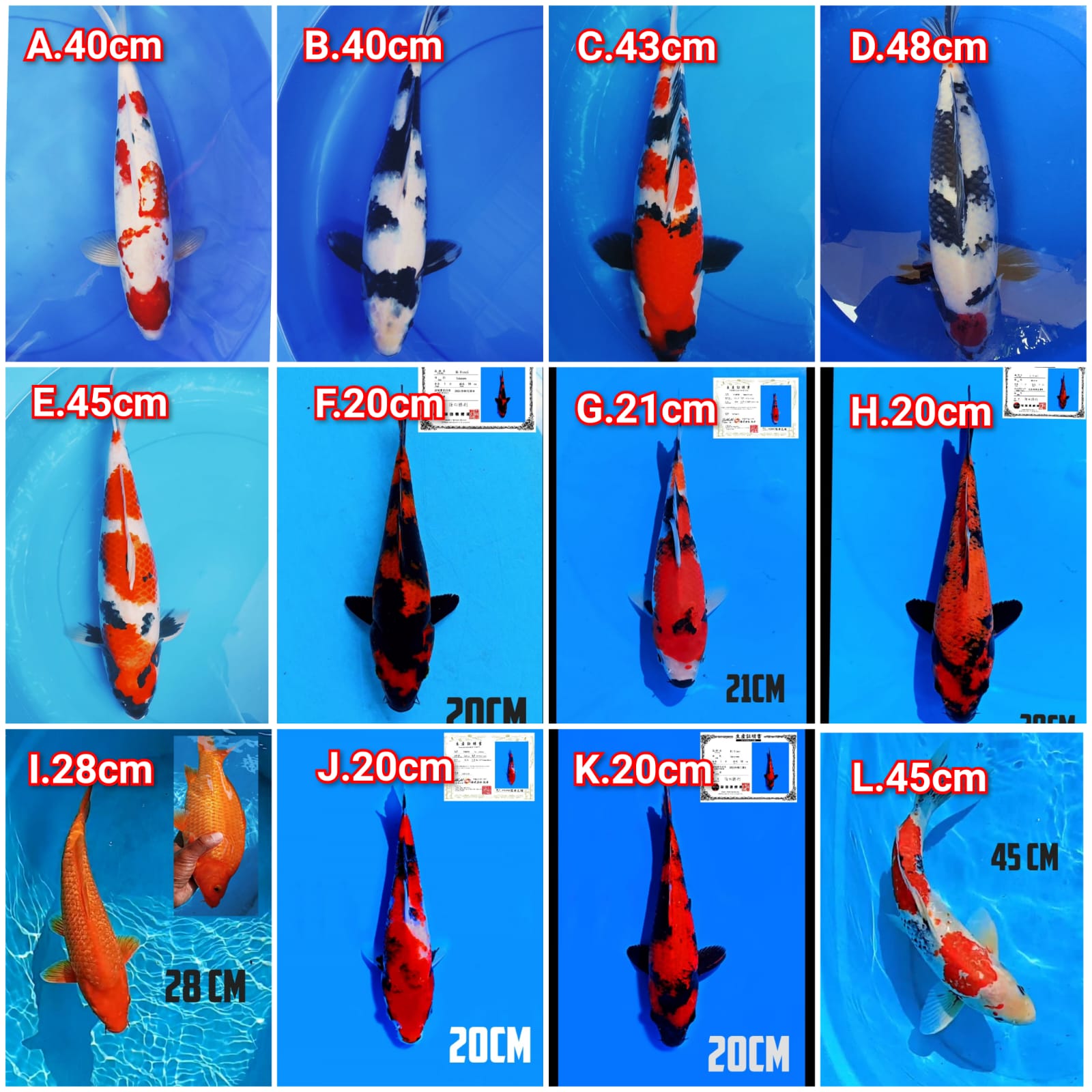 Lelang Koi Online, Jual Beli Ikan Koi, Pasar Koi Terbaik, Agen Lelang Koi, Penawaran Koi Berkualitas, Harga Jual Koi, Lelang Ikan Koi Import, Beli Koi Online, Jual Koi Murah, Koi Showroom, Penjual Koi Terpercaya, Lelang Koi Jakarta, Jual Koi Lokal, Koi Kualitas Unggul, Harga Terbaik Koi, Jual Koi Indukan, Lelang Ikan Hias Koi, Pasar Koi Indonesia, Beli Koi Berkualitas Tinggi, Koi Farm Terbesar, Jual Beli Koi Impor, Lelang Ikan Koi Kualitas Premium, Daftar Harga Koi Terbaru, Pusat Jual Beli Koi, Info Lelang Koi Hari Ini.