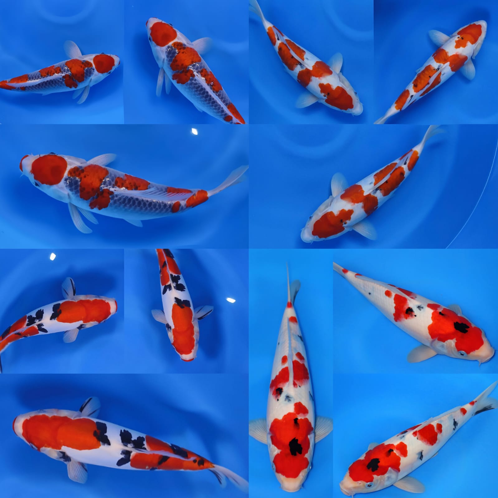 Lelang Koi Online, Jual Beli Ikan Koi, Pasar Koi Terbaik, Agen Lelang Koi, Penawaran Koi Berkualitas, Harga Jual Koi, Lelang Ikan Koi Import, Beli Koi Online, Jual Koi Murah, Koi Showroom, Penjual Koi Terpercaya, Lelang Koi Jakarta, Jual Koi Lokal, Koi Kualitas Unggul, Harga Terbaik Koi, Jual Koi Indukan, Lelang Ikan Hias Koi, Pasar Koi Indonesia, Beli Koi Berkualitas Tinggi, Koi Farm Terbesar, Jual Beli Koi Impor, Lelang Ikan Koi Kualitas Premium, Daftar Harga Koi Terbaru, Pusat Jual Beli Koi, Info Lelang Koi Hari Ini.