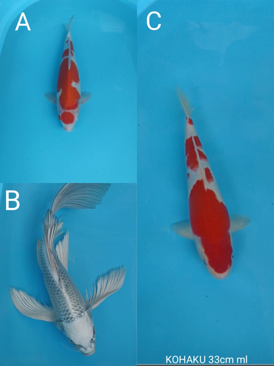 Lelang Koi Online, Jual Beli Ikan Koi, Pasar Koi Terbaik, Agen Lelang Koi, Penawaran Koi Berkualitas, Harga Jual Koi, Lelang Ikan Koi Import, Beli Koi Online, Jual Koi Murah, Koi Showroom, Penjual Koi Terpercaya, Lelang Koi Jakarta, Jual Koi Lokal, Koi Kualitas Unggul, Harga Terbaik Koi, Jual Koi Indukan, Lelang Ikan Hias Koi, Pasar Koi Indonesia, Beli Koi Berkualitas Tinggi, Koi Farm Terbesar, Jual Beli Koi Impor, Lelang Ikan Koi Kualitas Premium, Daftar Harga Koi Terbaru, Pusat Jual Beli Koi, Info Lelang Koi Hari Ini.