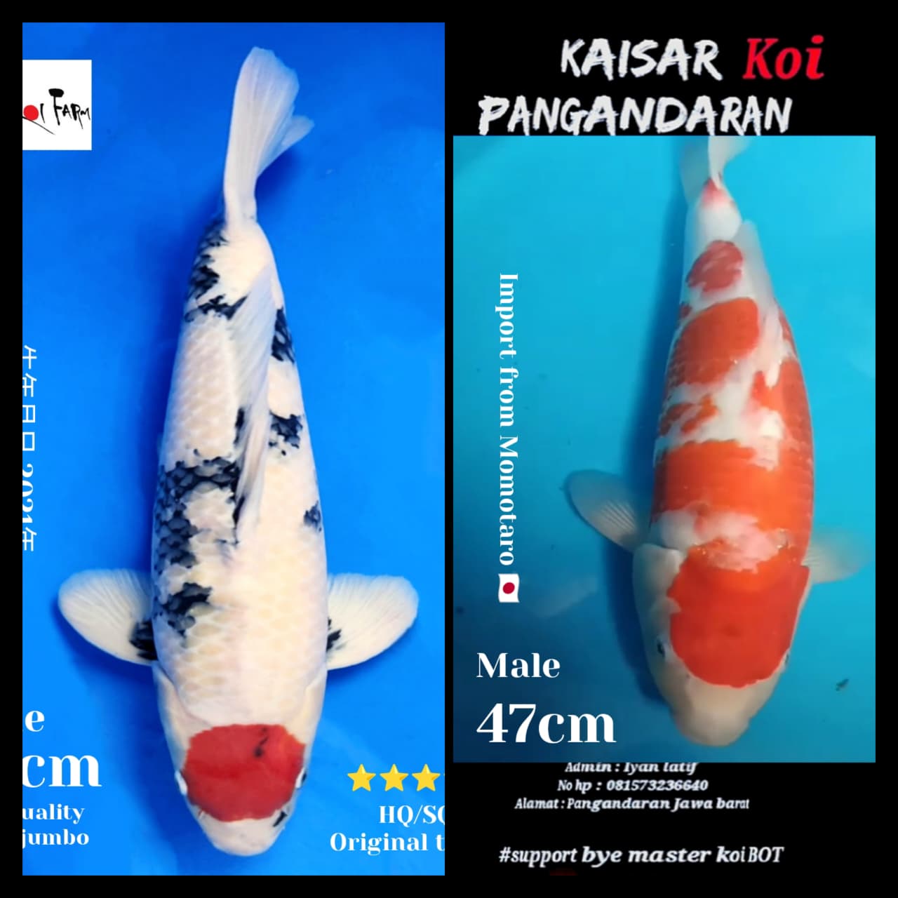 Lelang Koi Online, Jual Beli Ikan Koi, Pasar Koi Terbaik, Agen Lelang Koi, Penawaran Koi Berkualitas, Harga Jual Koi, Lelang Ikan Koi Import, Beli Koi Online, Jual Koi Murah, Koi Showroom, Penjual Koi Terpercaya, Lelang Koi Jakarta, Jual Koi Lokal, Koi Kualitas Unggul, Harga Terbaik Koi, Jual Koi Indukan, Lelang Ikan Hias Koi, Pasar Koi Indonesia, Beli Koi Berkualitas Tinggi, Koi Farm Terbesar, Jual Beli Koi Impor, Lelang Ikan Koi Kualitas Premium, Daftar Harga Koi Terbaru, Pusat Jual Beli Koi, Info Lelang Koi Hari Ini.